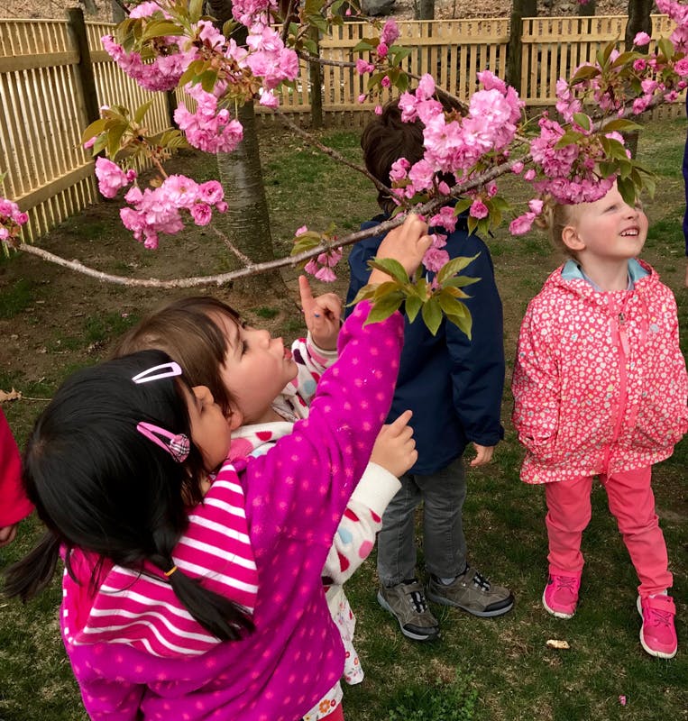Children looking at pink blossoms on a tree