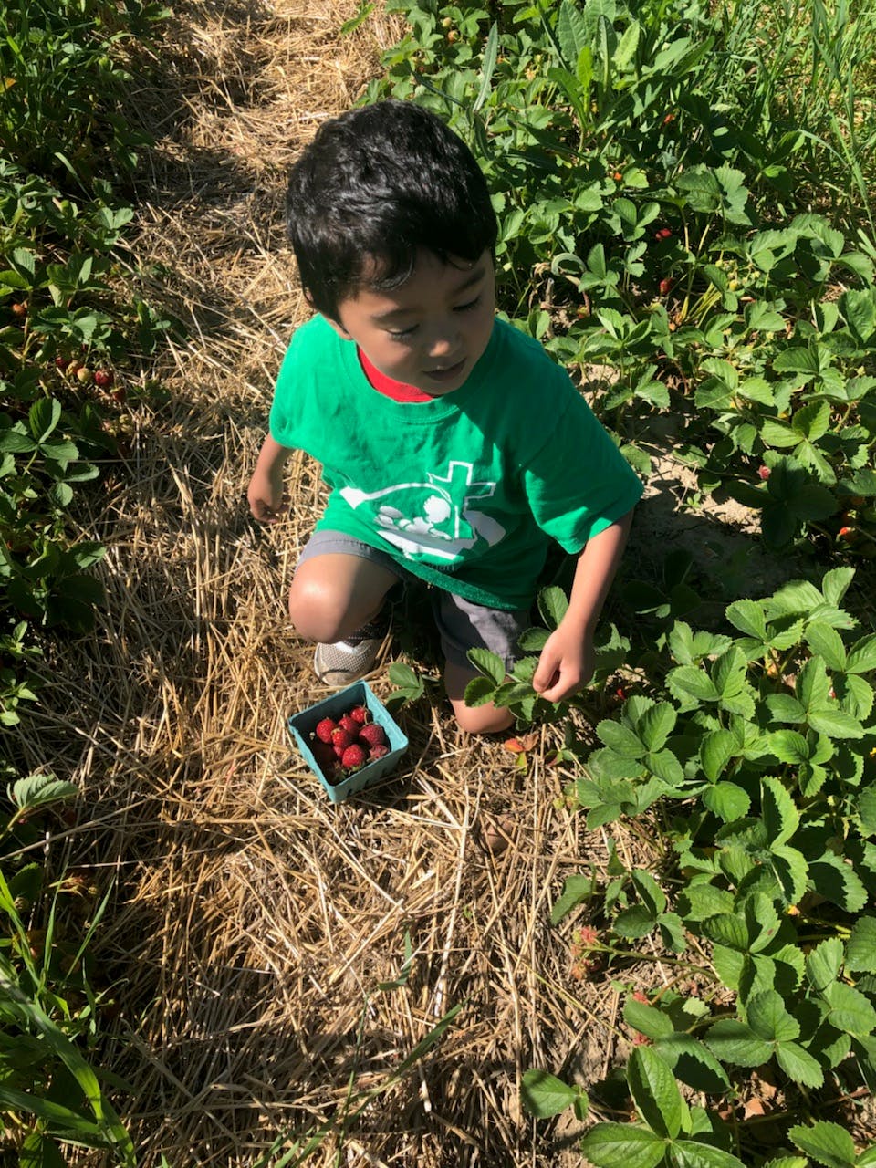 Child picking strawberries in a field