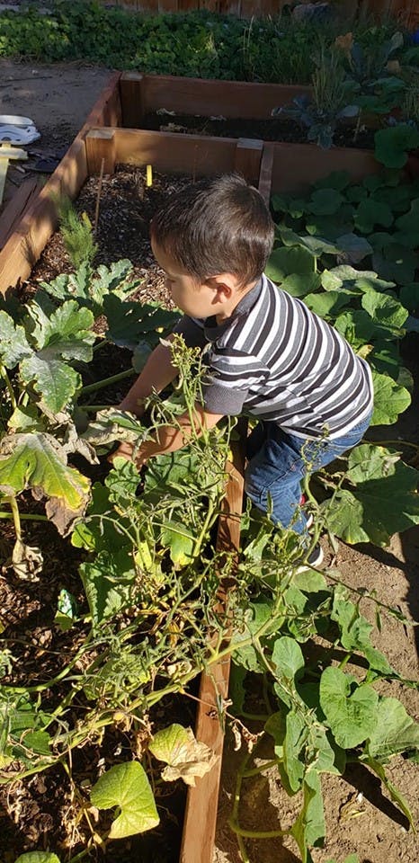 Child in a striped shirt tending to plants in a raised garden bed