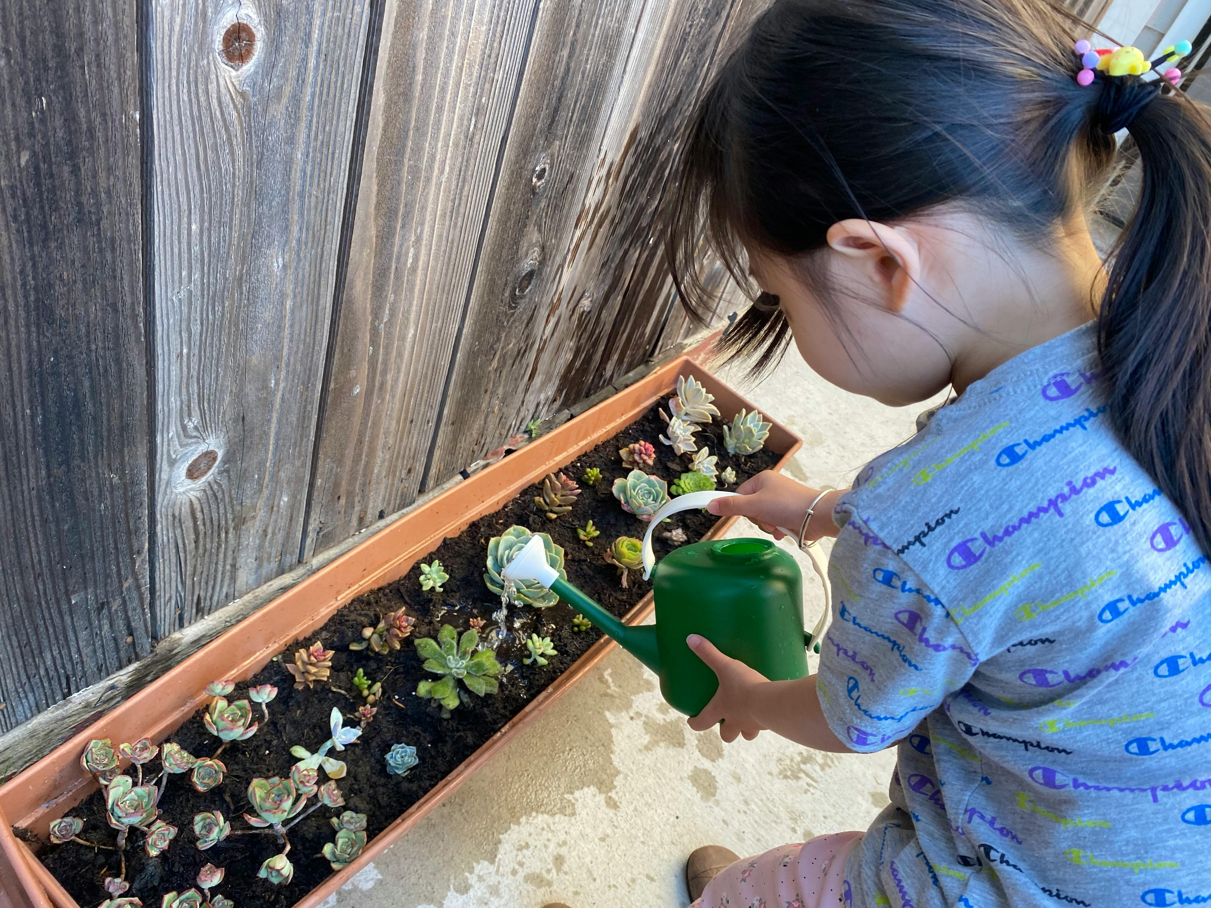 Child watering succulents in a planter with a green watering can