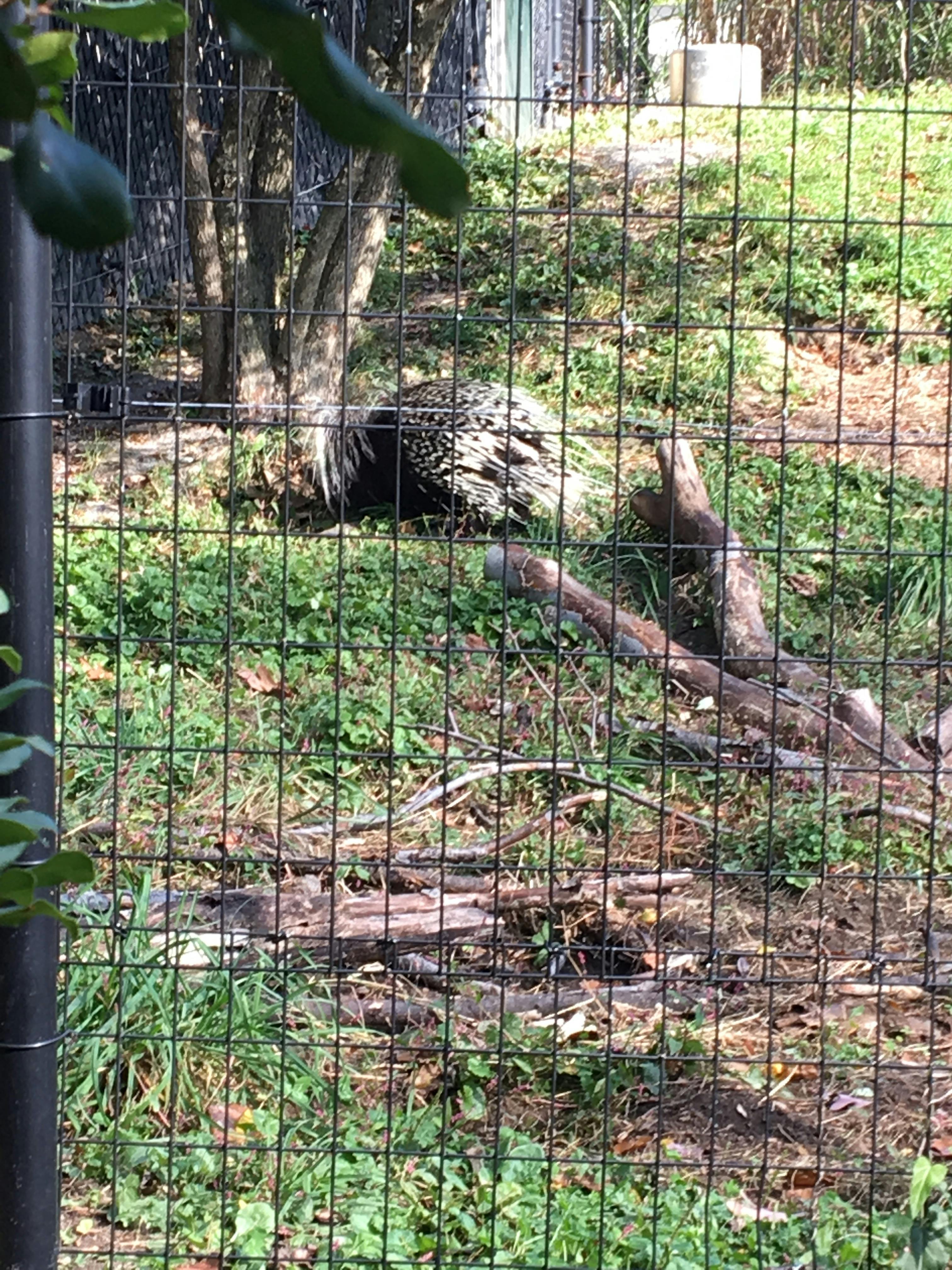 Bird with black and white feathers behind a fence