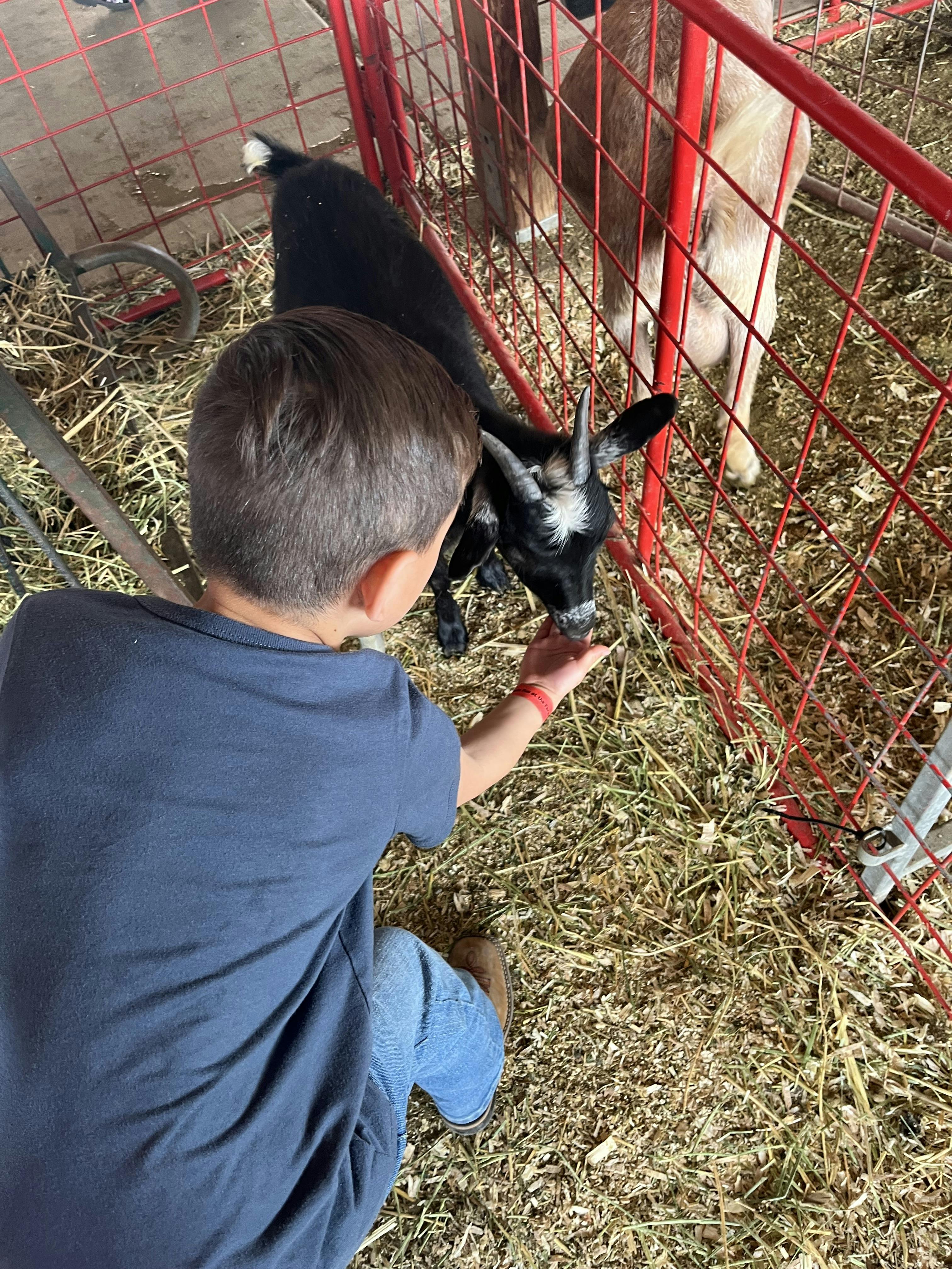 Child feeding a goat in a pen