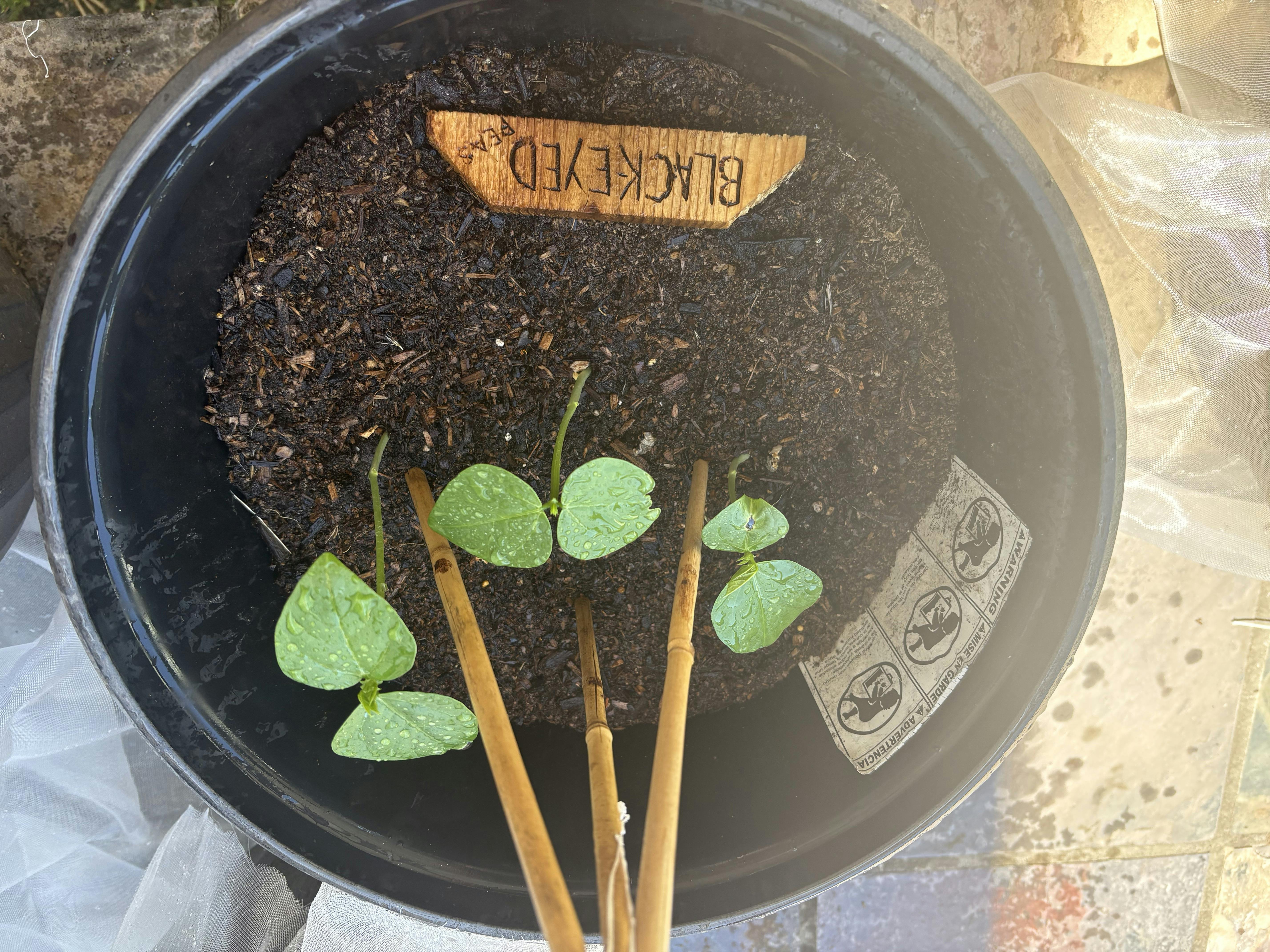Black-eyed pea seedlings growing in a pot with plant markers