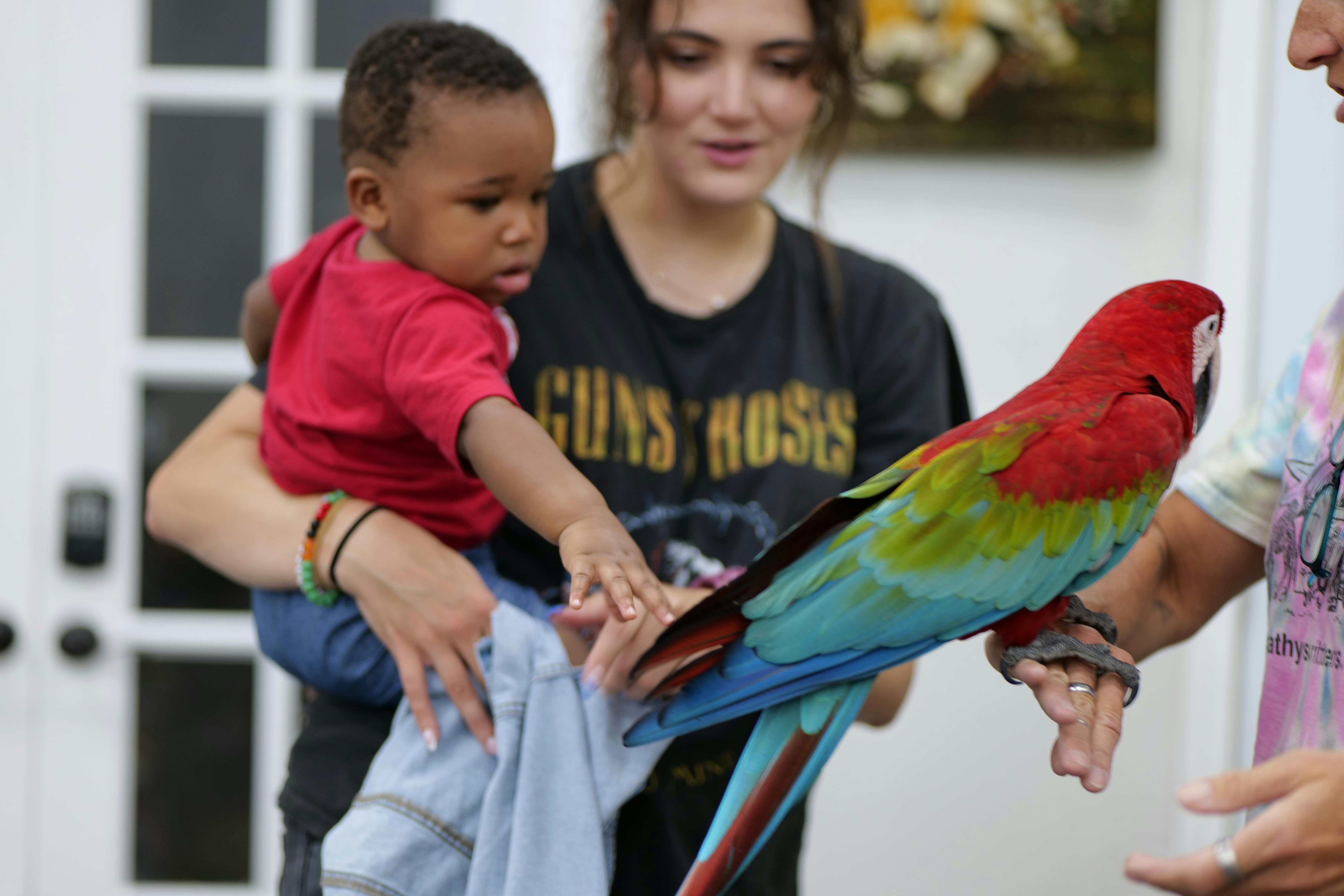 Person holding a child reaching out to touch a parrot on another person's arm