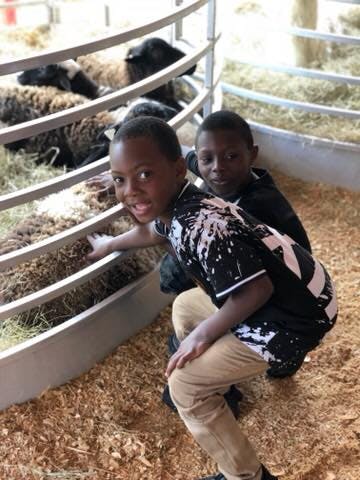 Two children looking at sheep in a pen