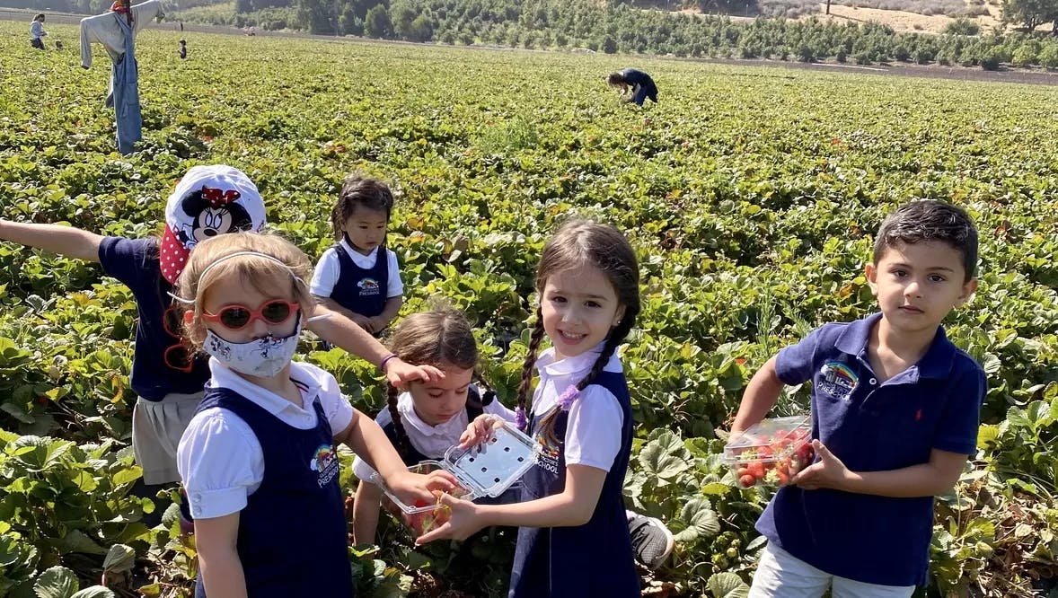 Children picking strawberries in a field