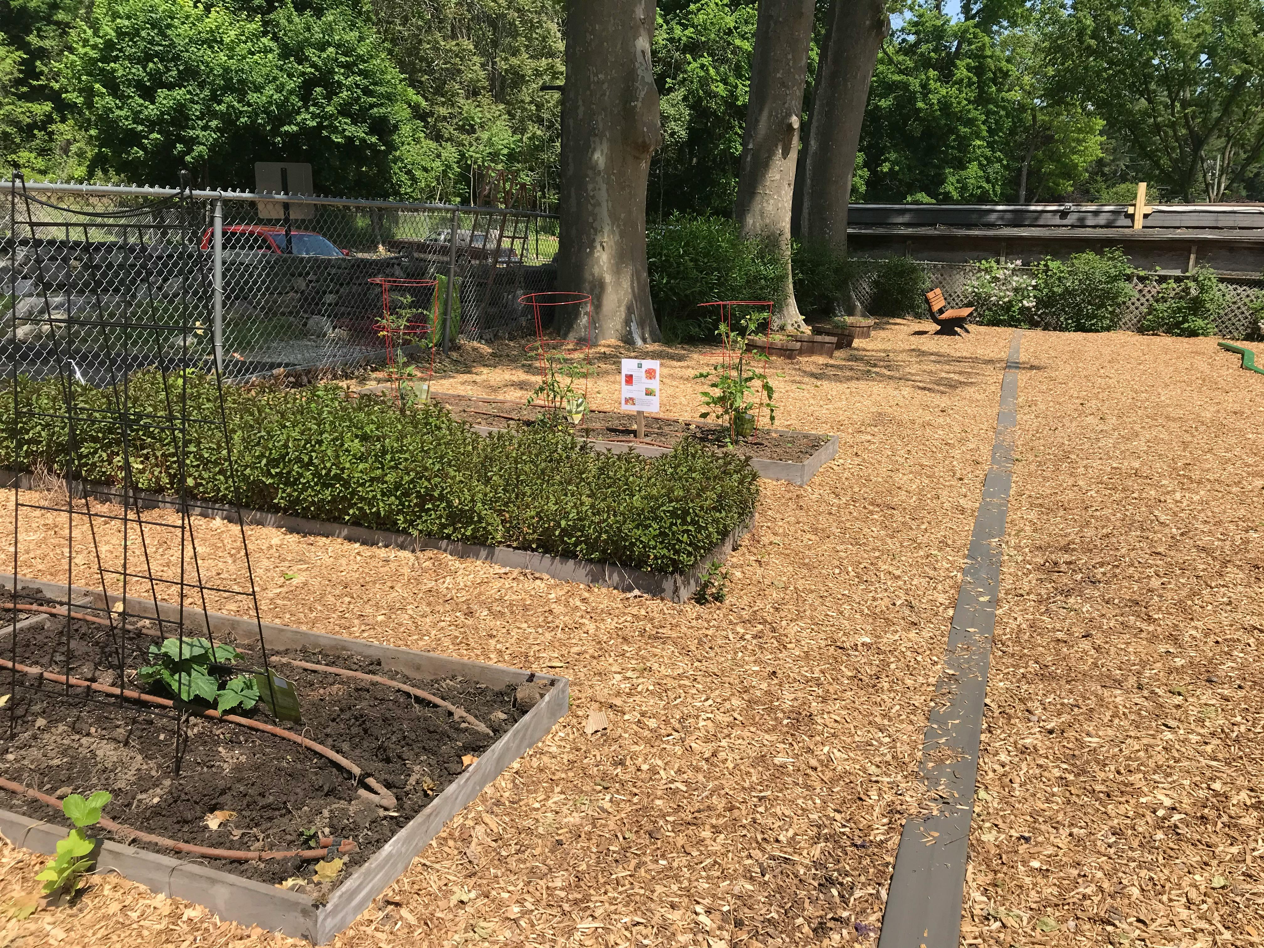 Raised garden beds with plants and wood chip ground cover