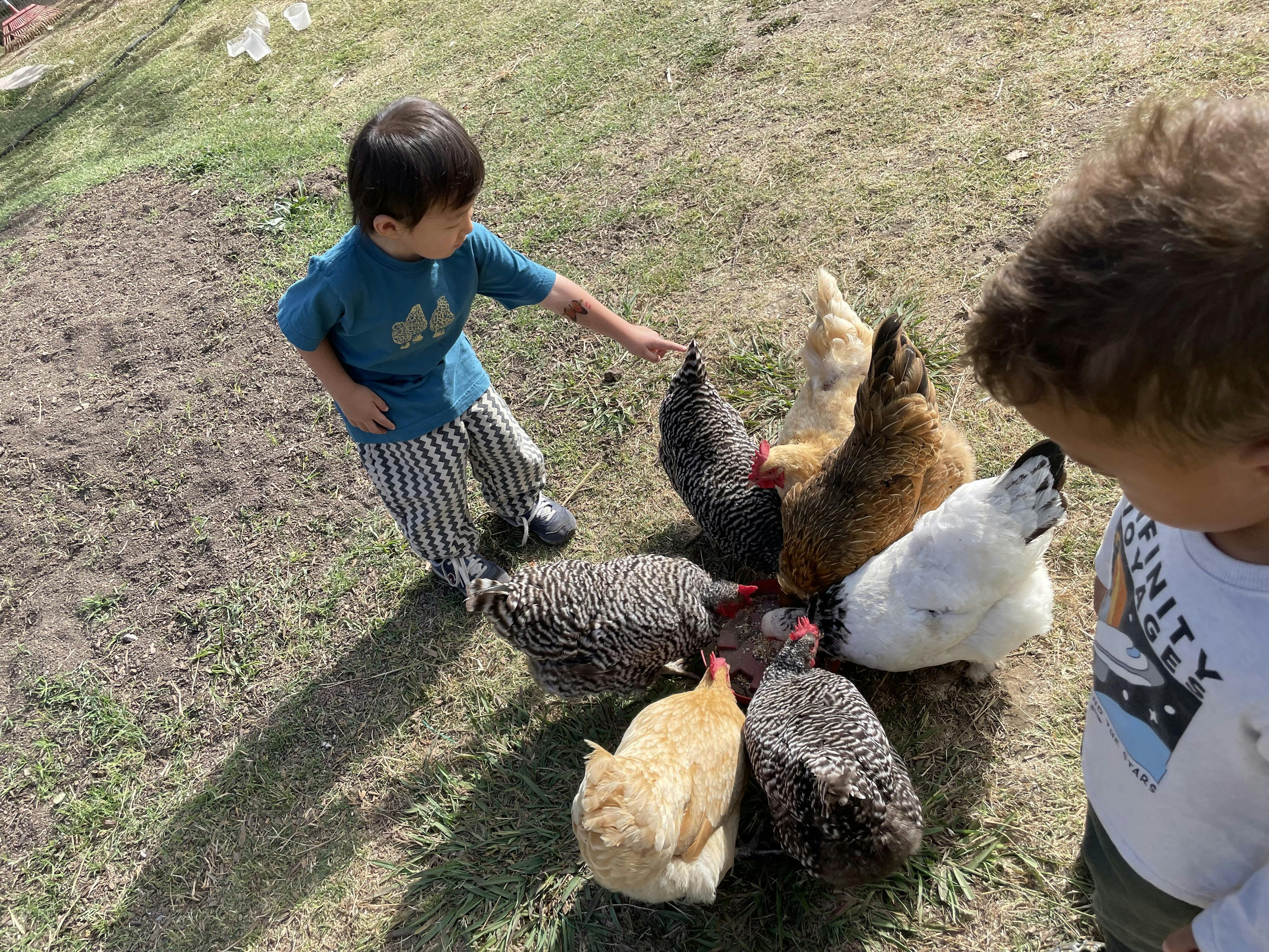 Two children observing chickens feeding on the grass