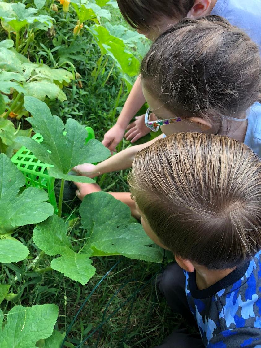 Children looking at large green leaves in a garden
