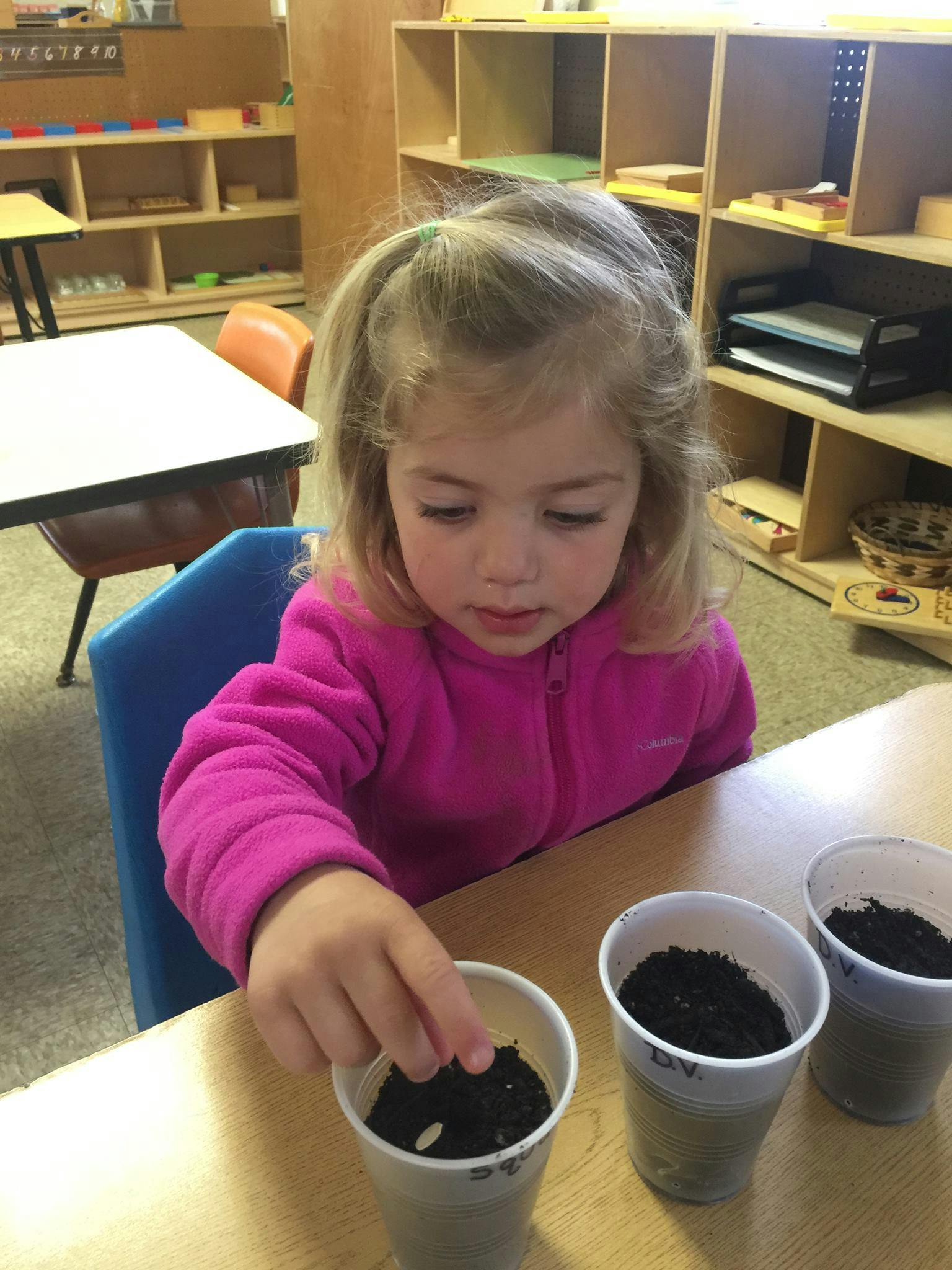 Child planting a seed in a cup of soil in a classroom