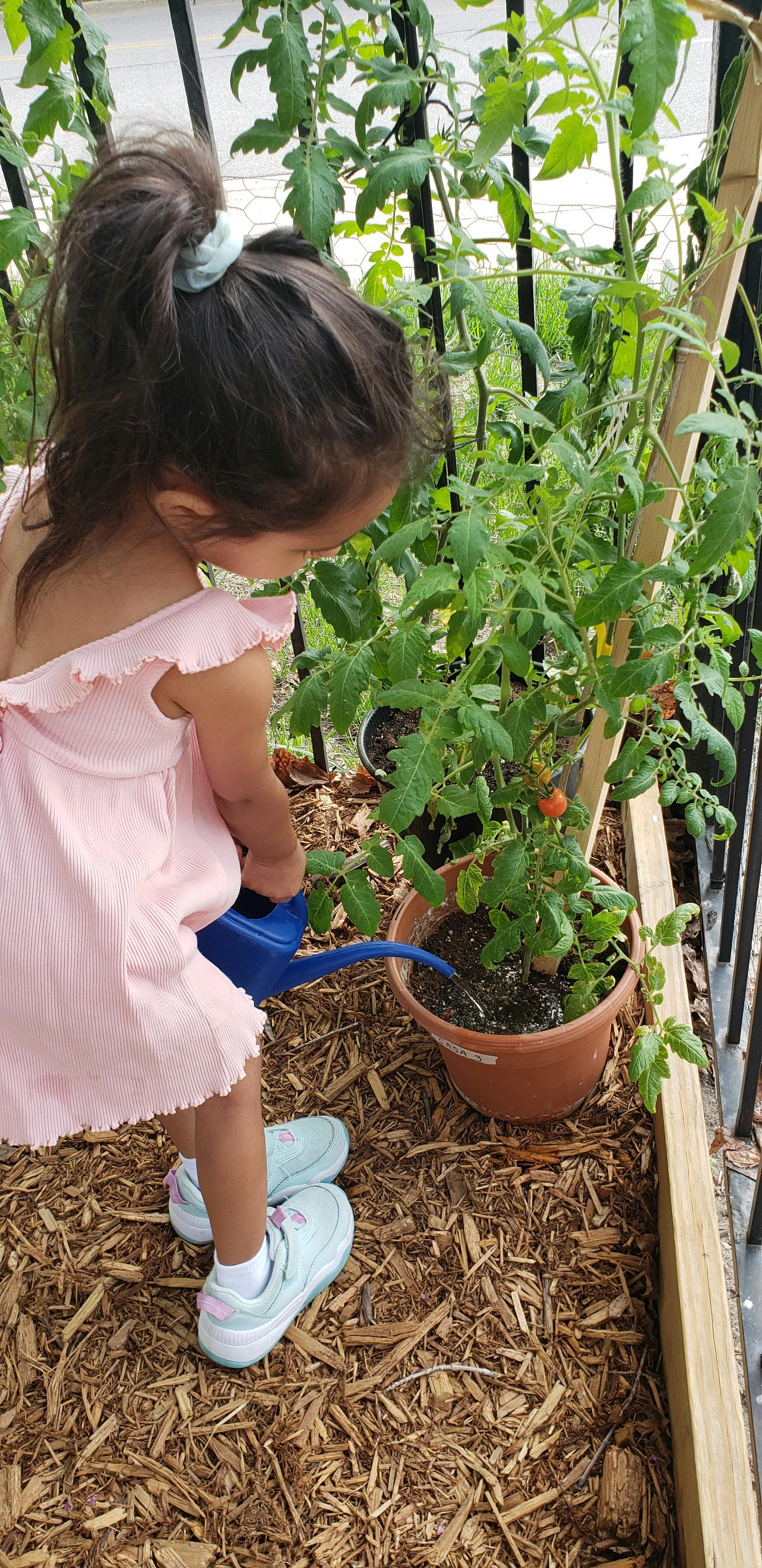 Child watering a potted plant in a garden