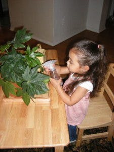 Child watering a plant