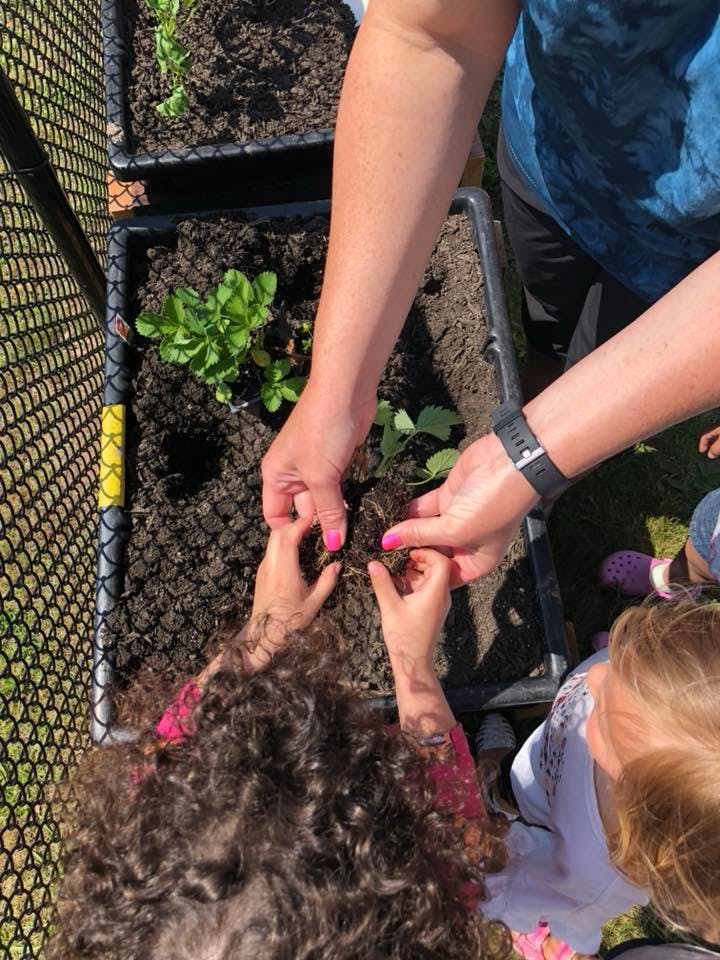 Adult and child hands planting a small plant in soil