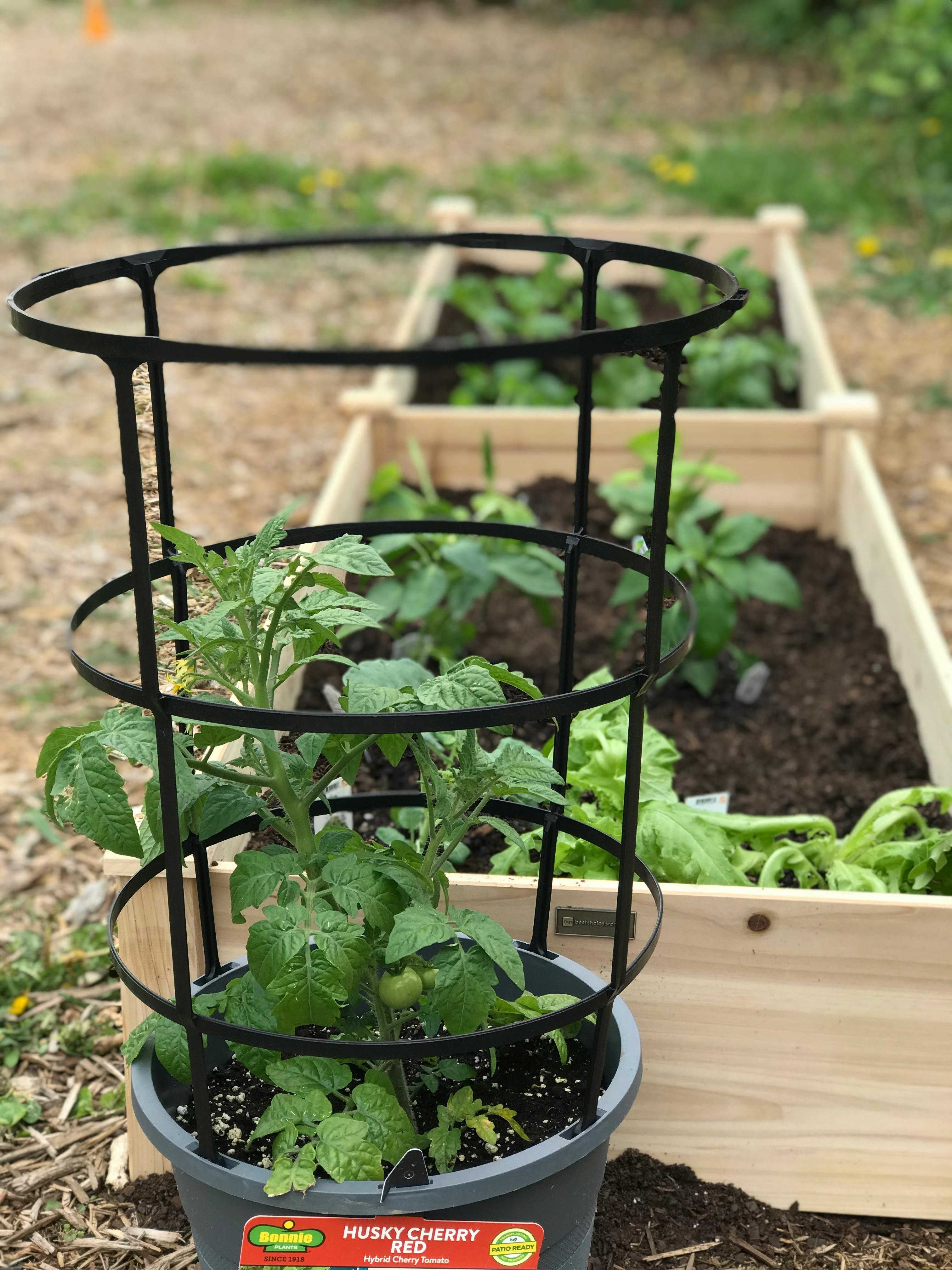 Tomato plant in a pot with a cage, raised garden beds in background