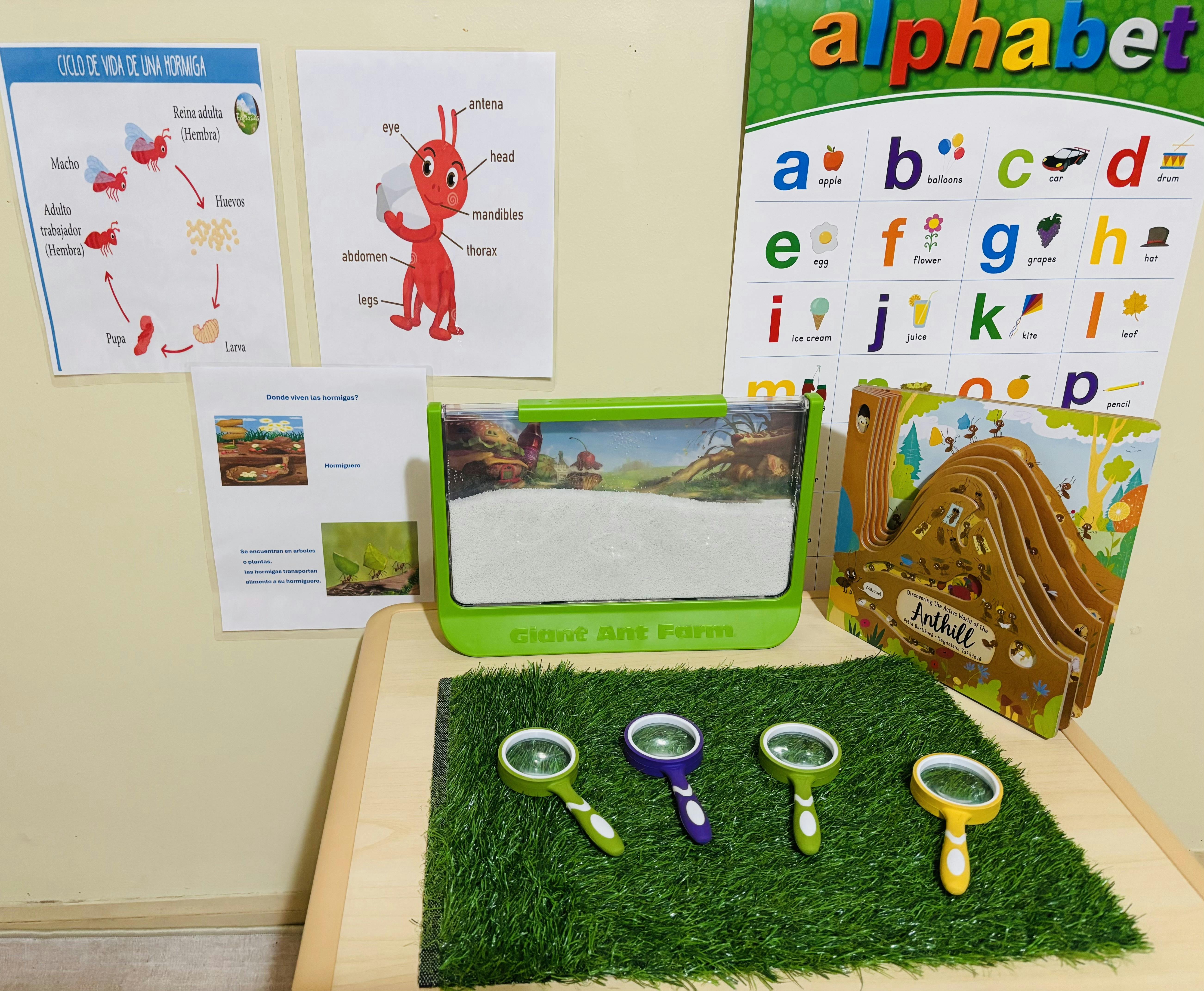 Ant farm and educational materials about ants on a table