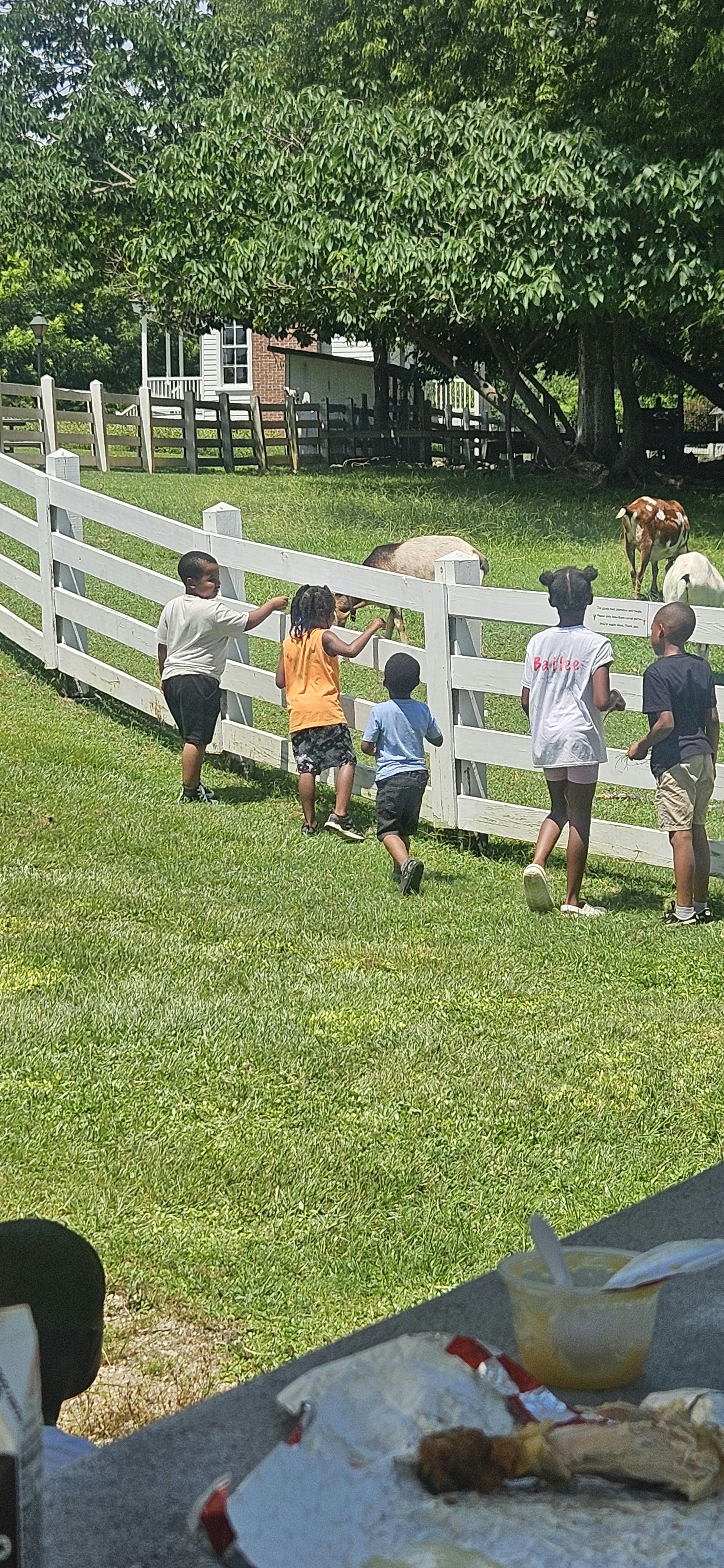 Children looking at animals behind a white fence