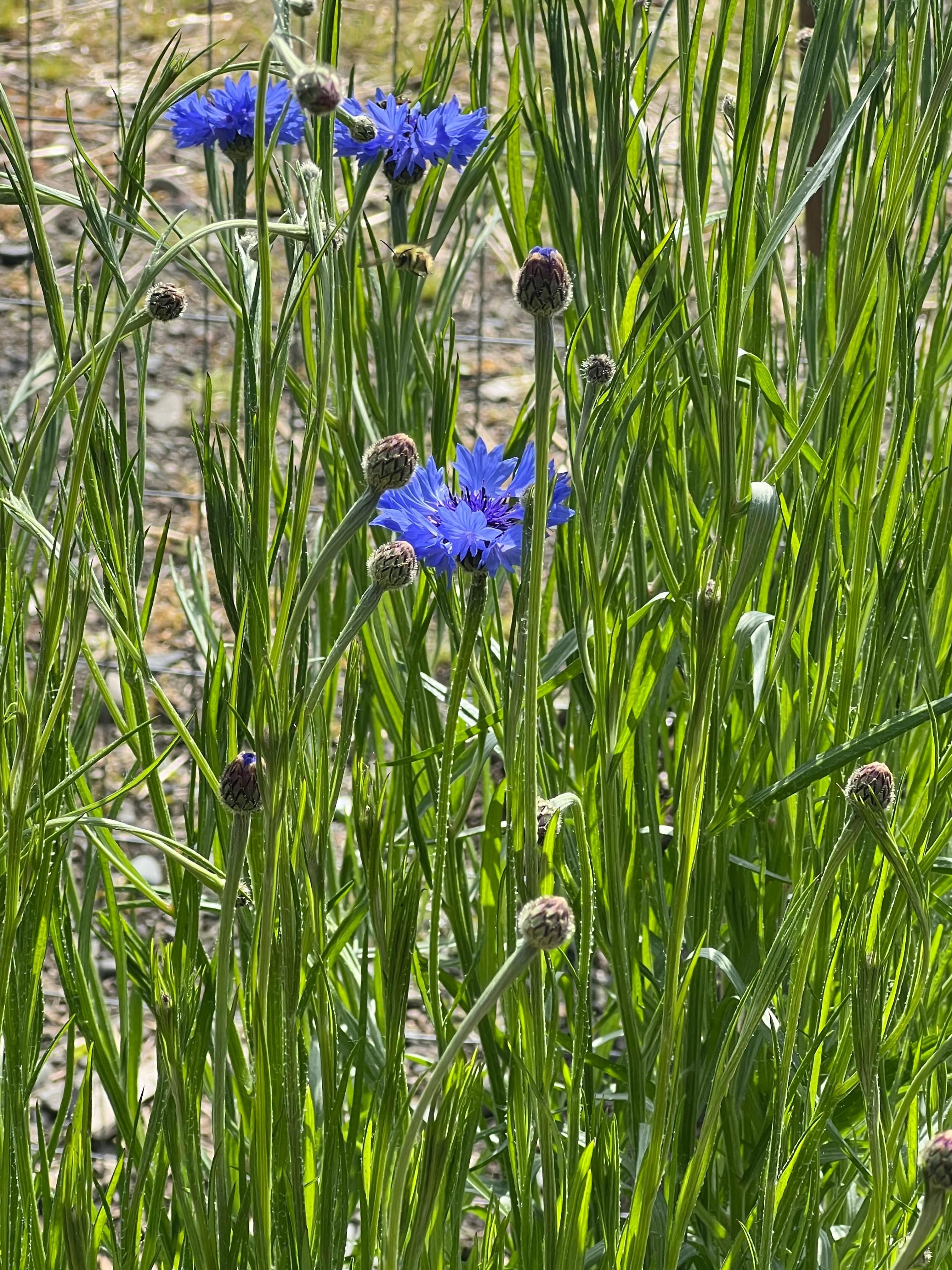 Blue flowers and flower buds among tall green grass