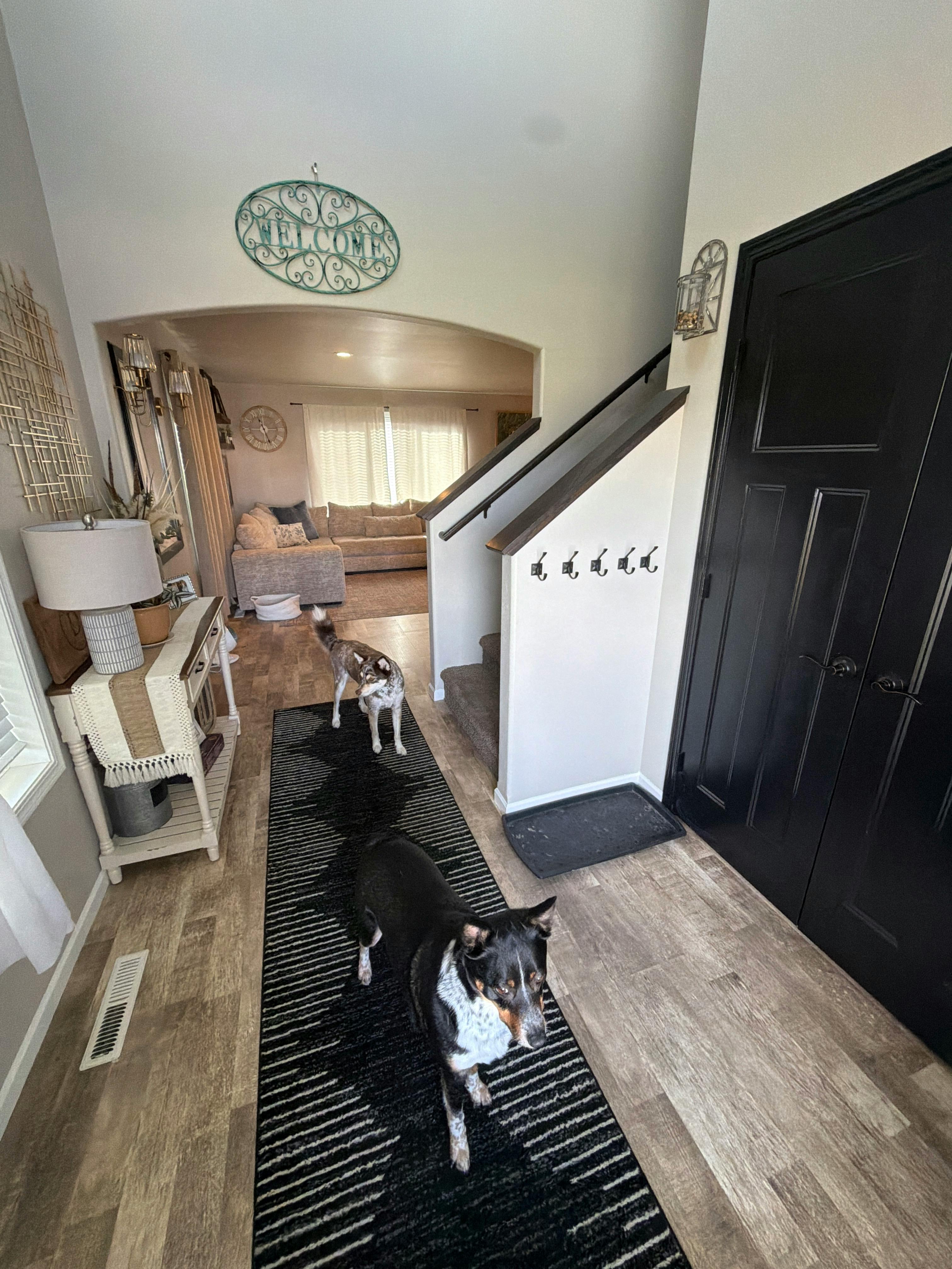 Two dogs on a black and white striped rug in an entryway