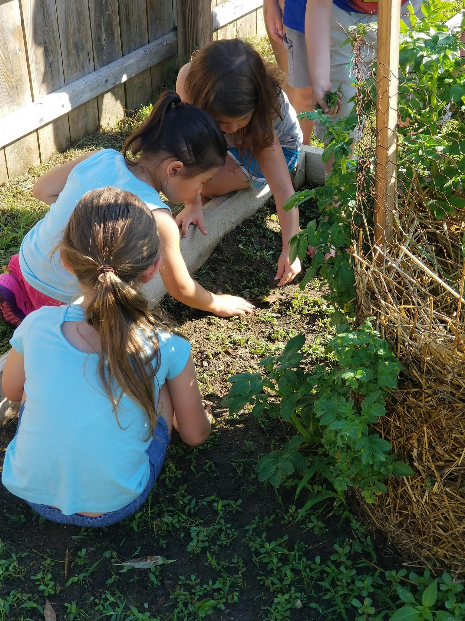 Three children planting in a garden
