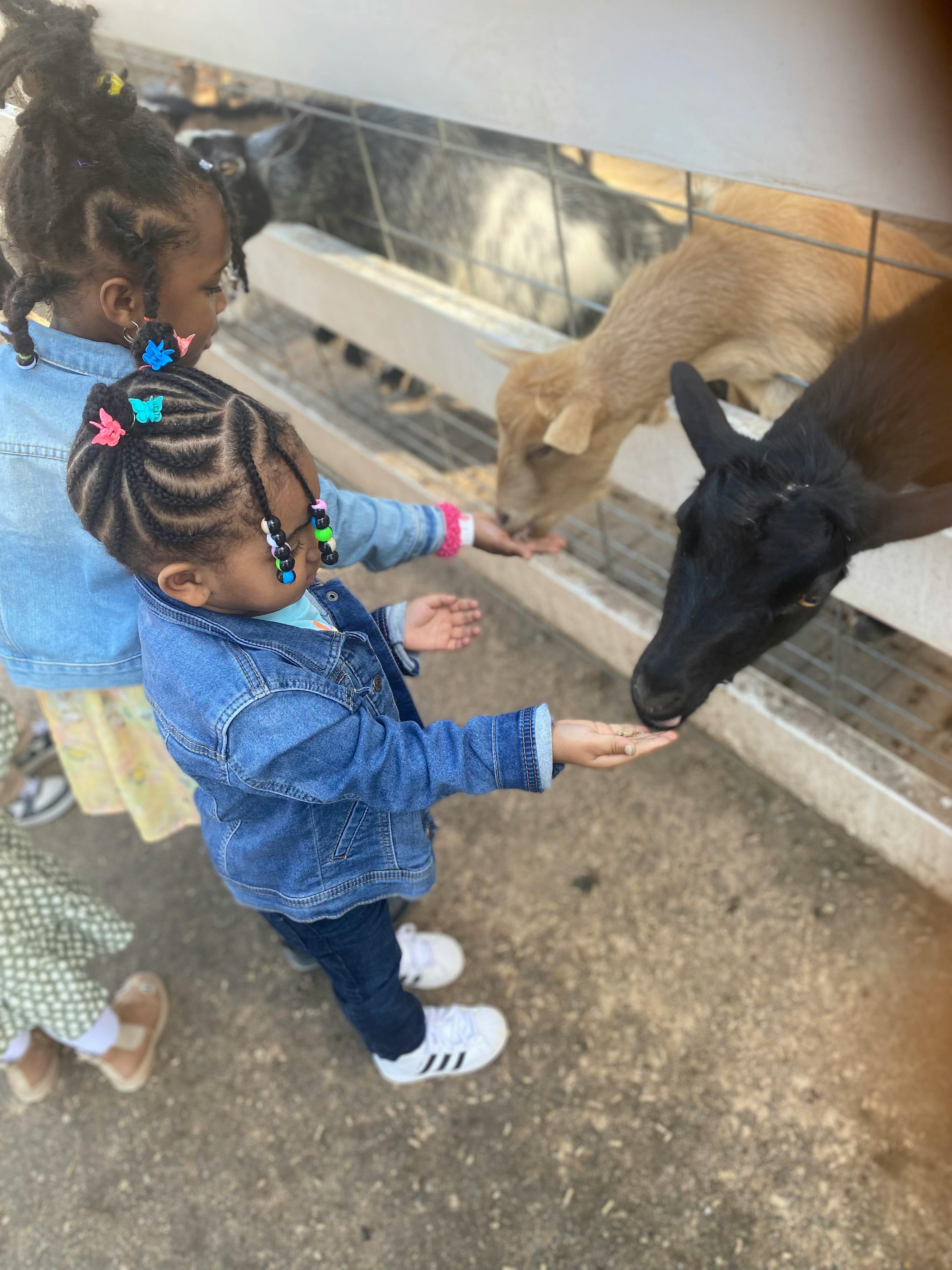 Two children feeding goats at a fence