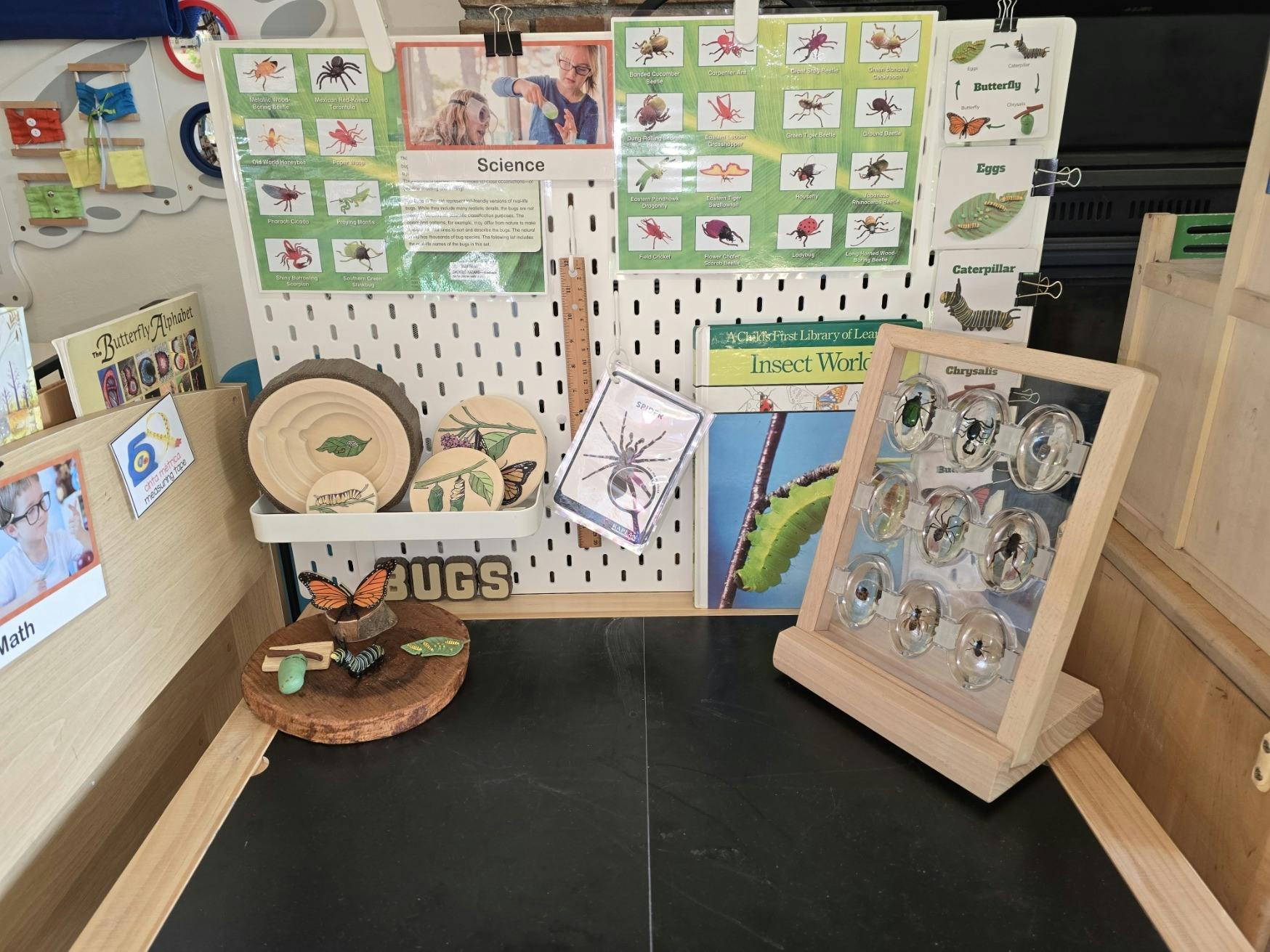 Educational display of insects and life cycle diagrams in a classroom