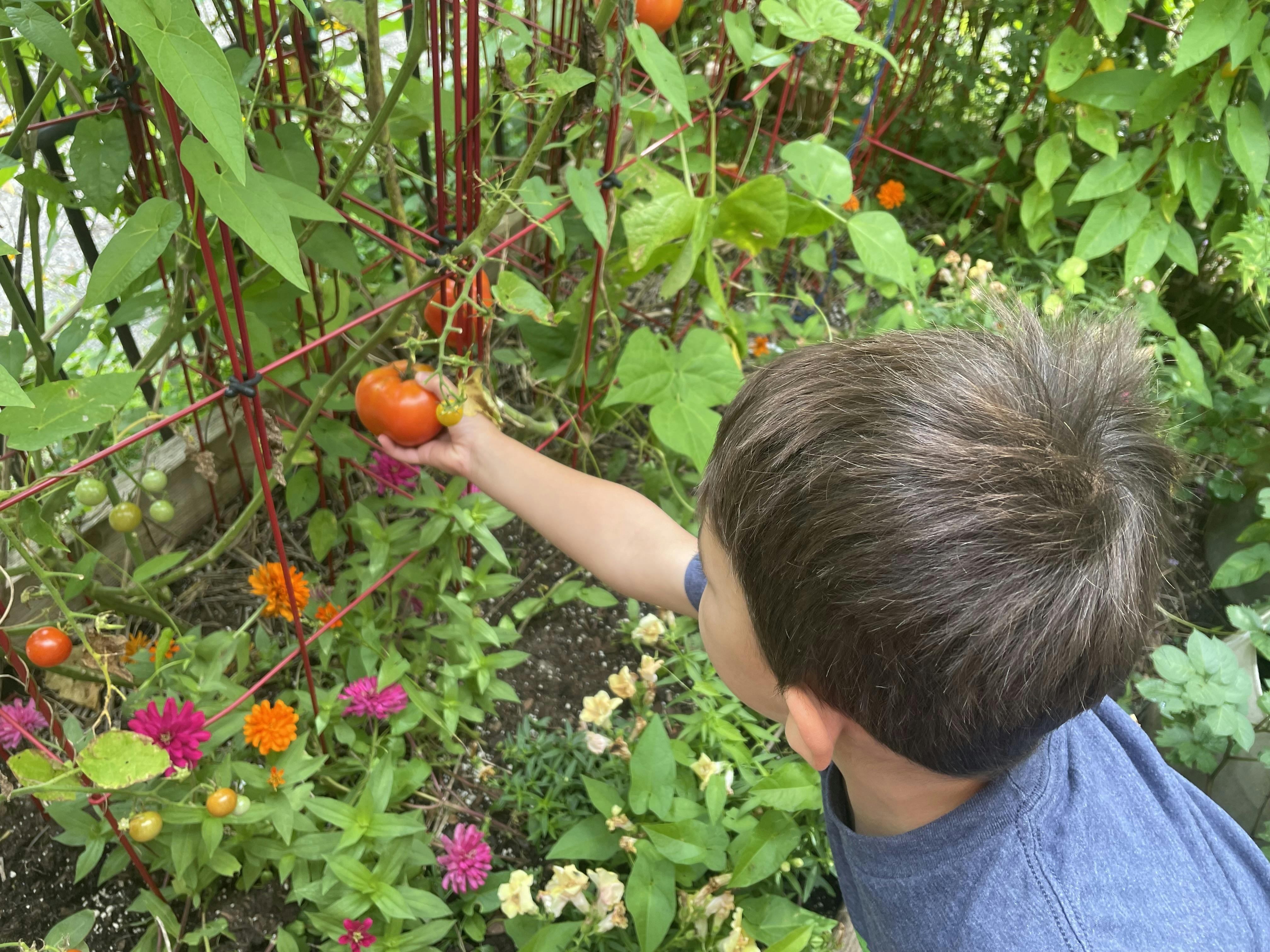 Child reaching for a tomato in a garden