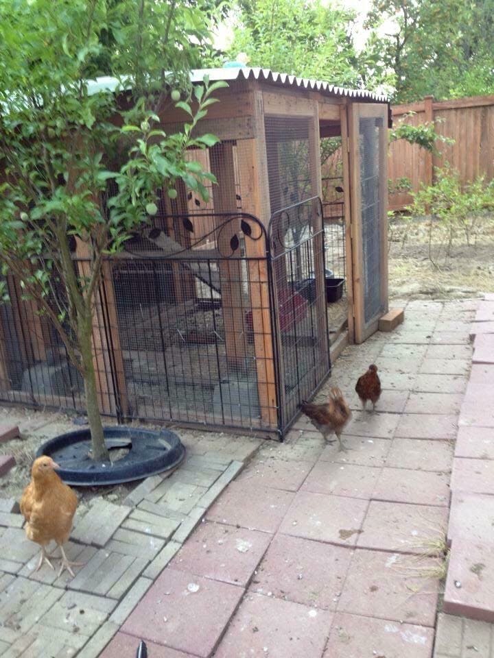 Three chickens on a patio next to a chicken coop