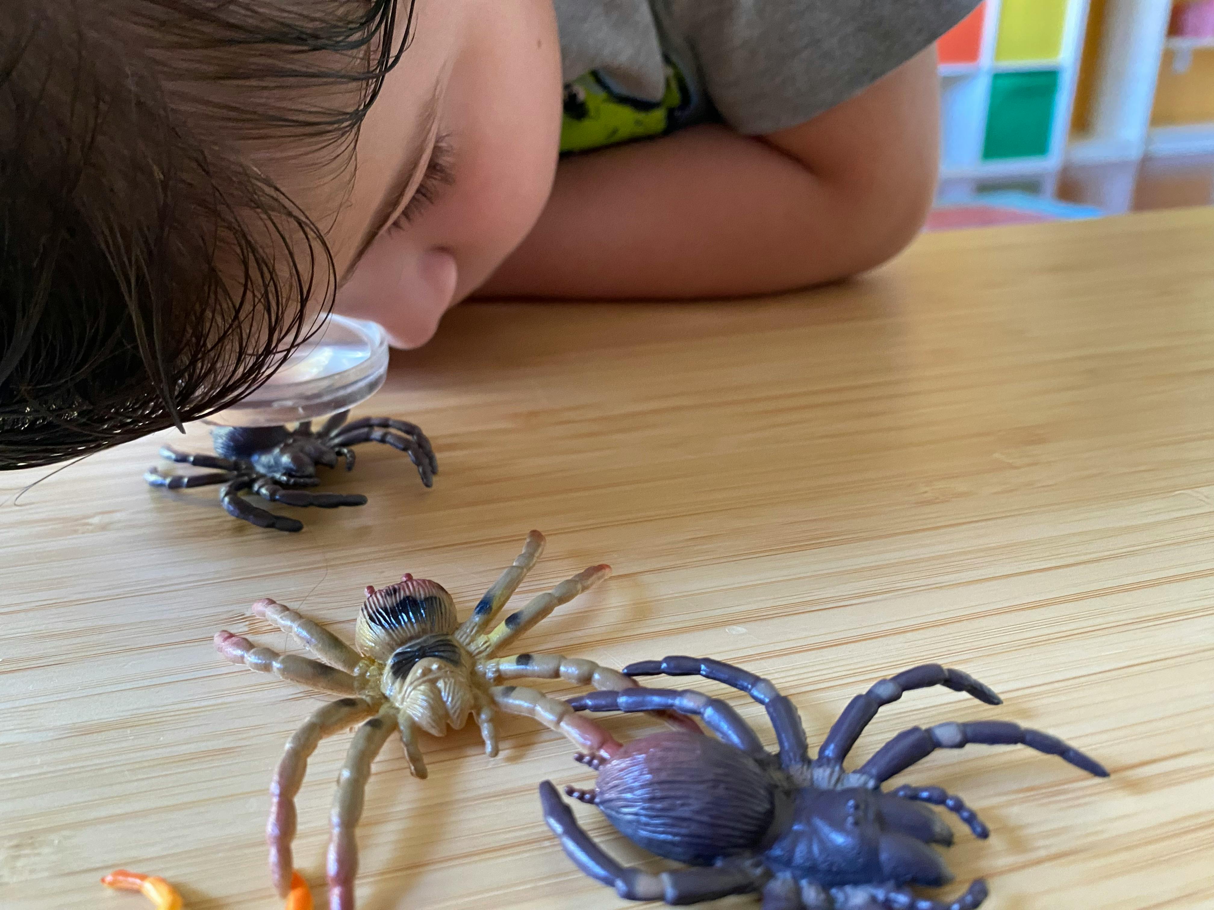 Child looking at toy spiders on a wooden surface