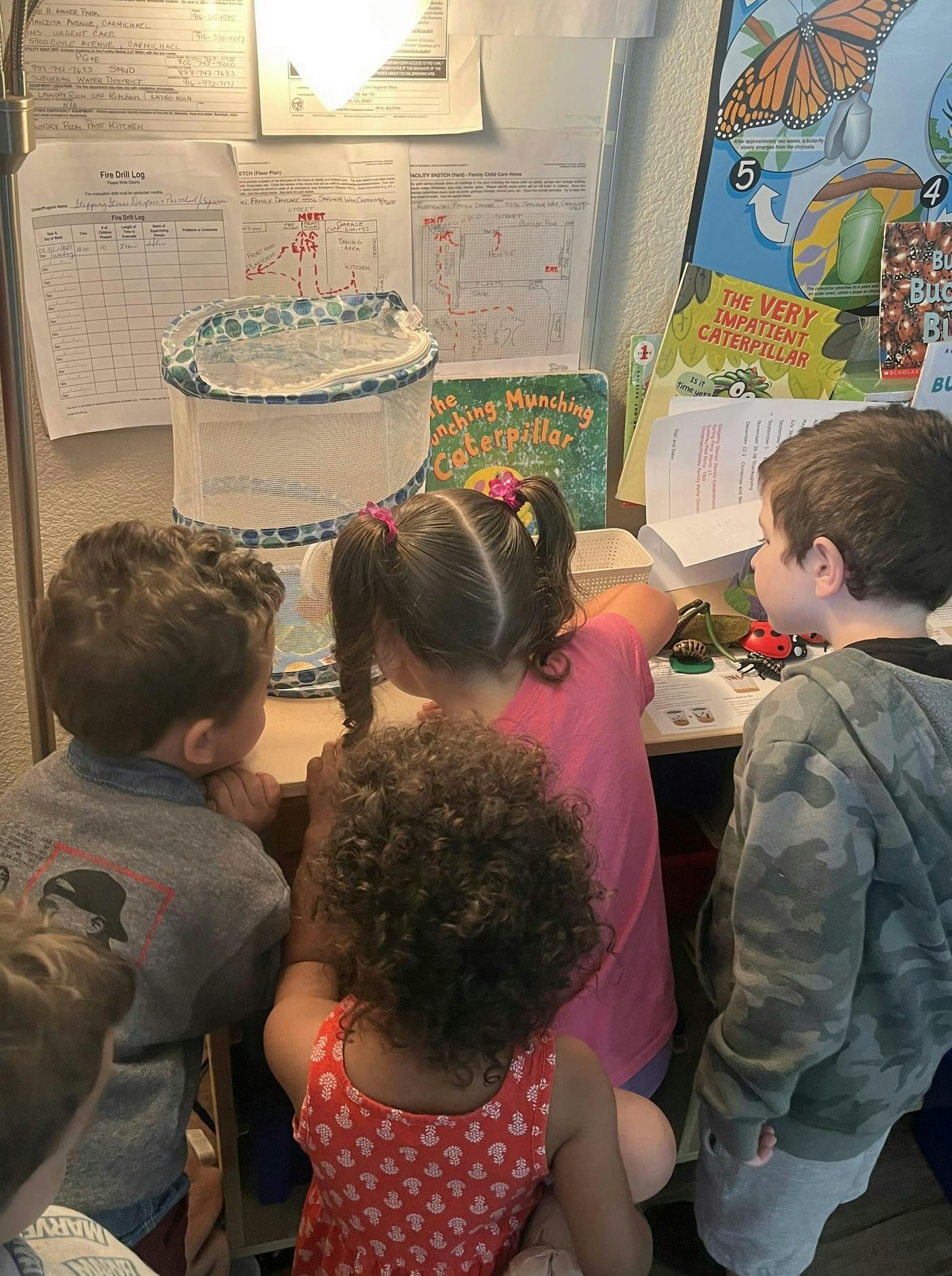Children looking at a caterpillar habitat in a mesh habitat