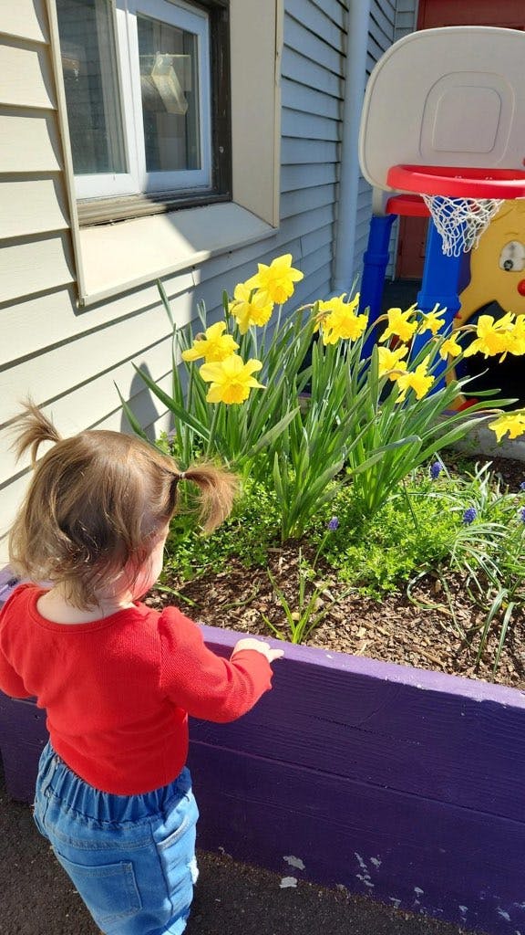 Child looking at yellow daffodils in a garden bed