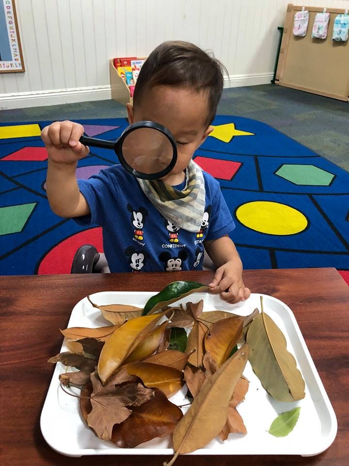 Child looking at leaves with a magnifying glass in a classroom