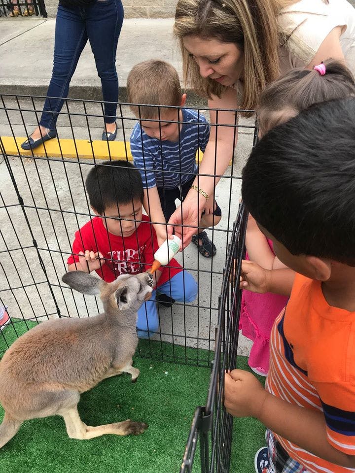 Children and an adult feeding a baby kangaroo from a bottle