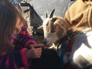 Child interacting with a goat