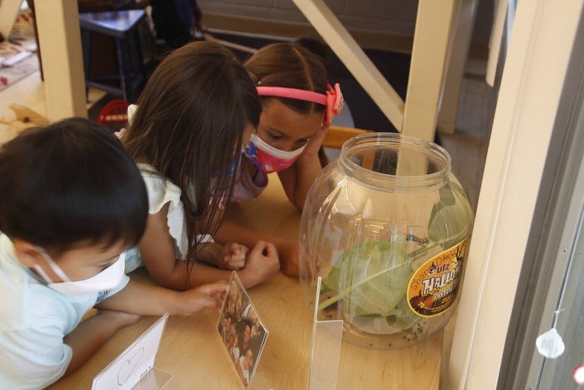 Three children looking at a jar with leaves inside