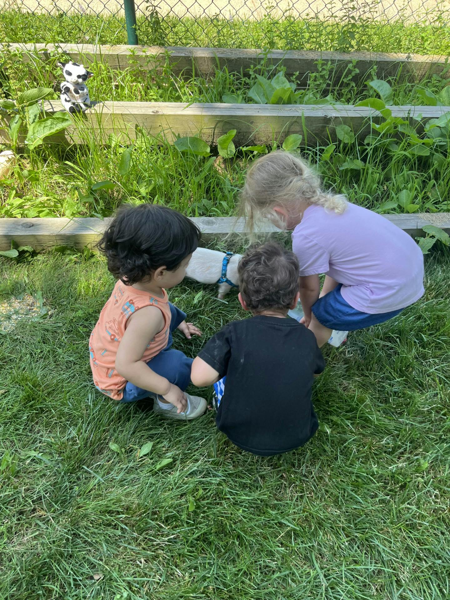 Three children on grass looking at a small white dog