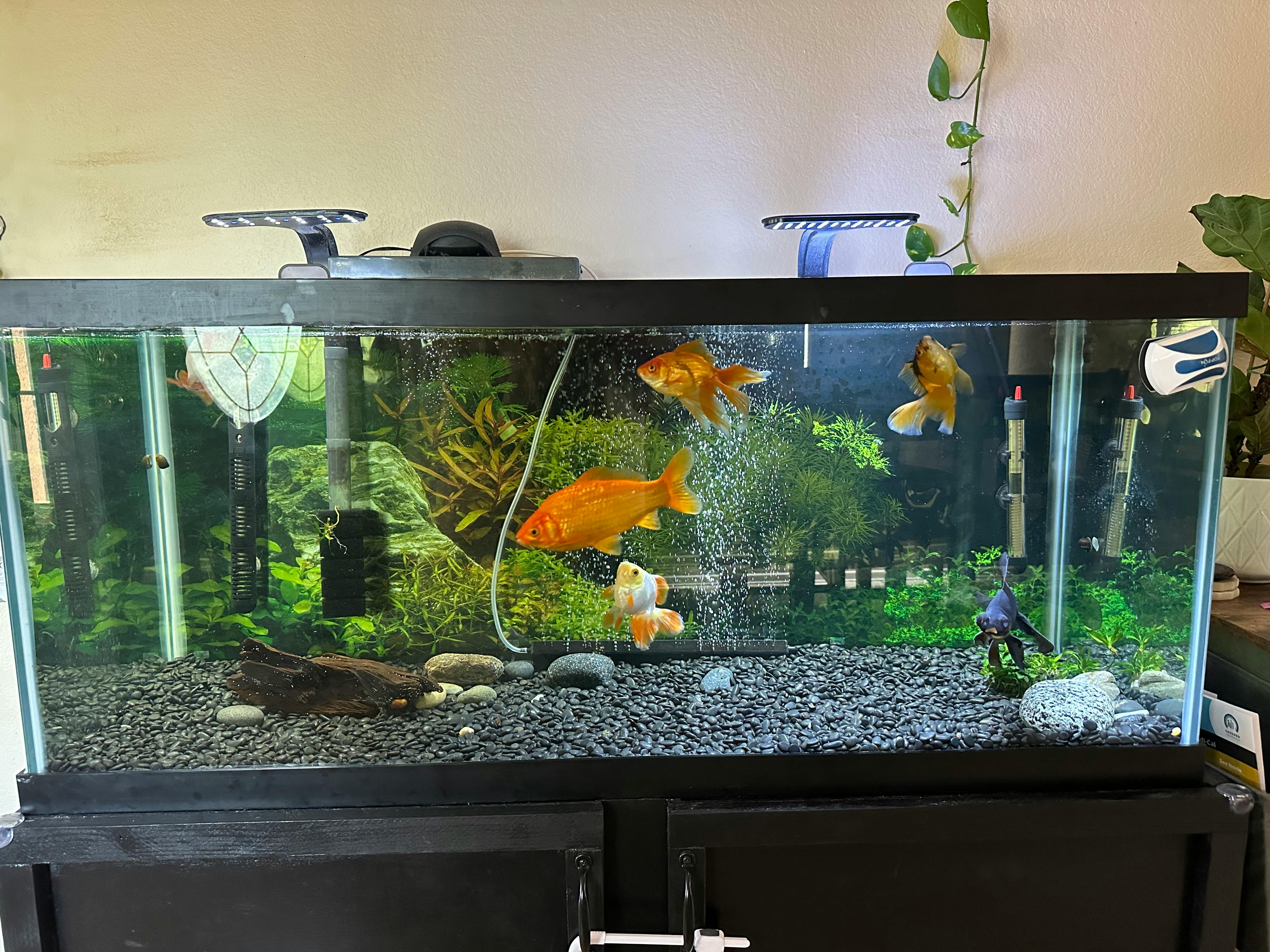 Goldfish swimming in a fish tank