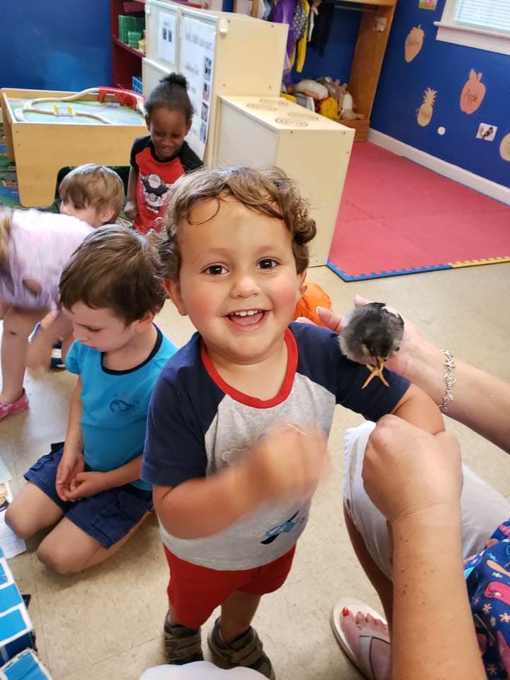 Child with a small chick on their arm in a classroom