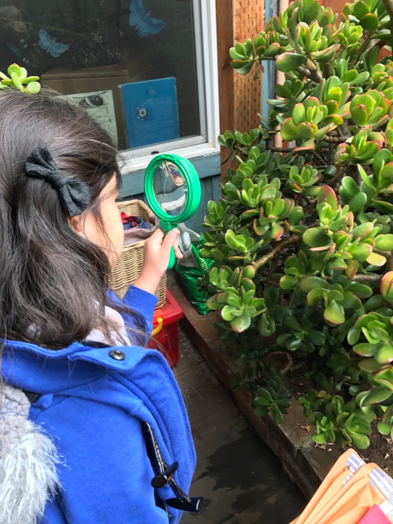 Child looking at a plant with a magnifying glass
