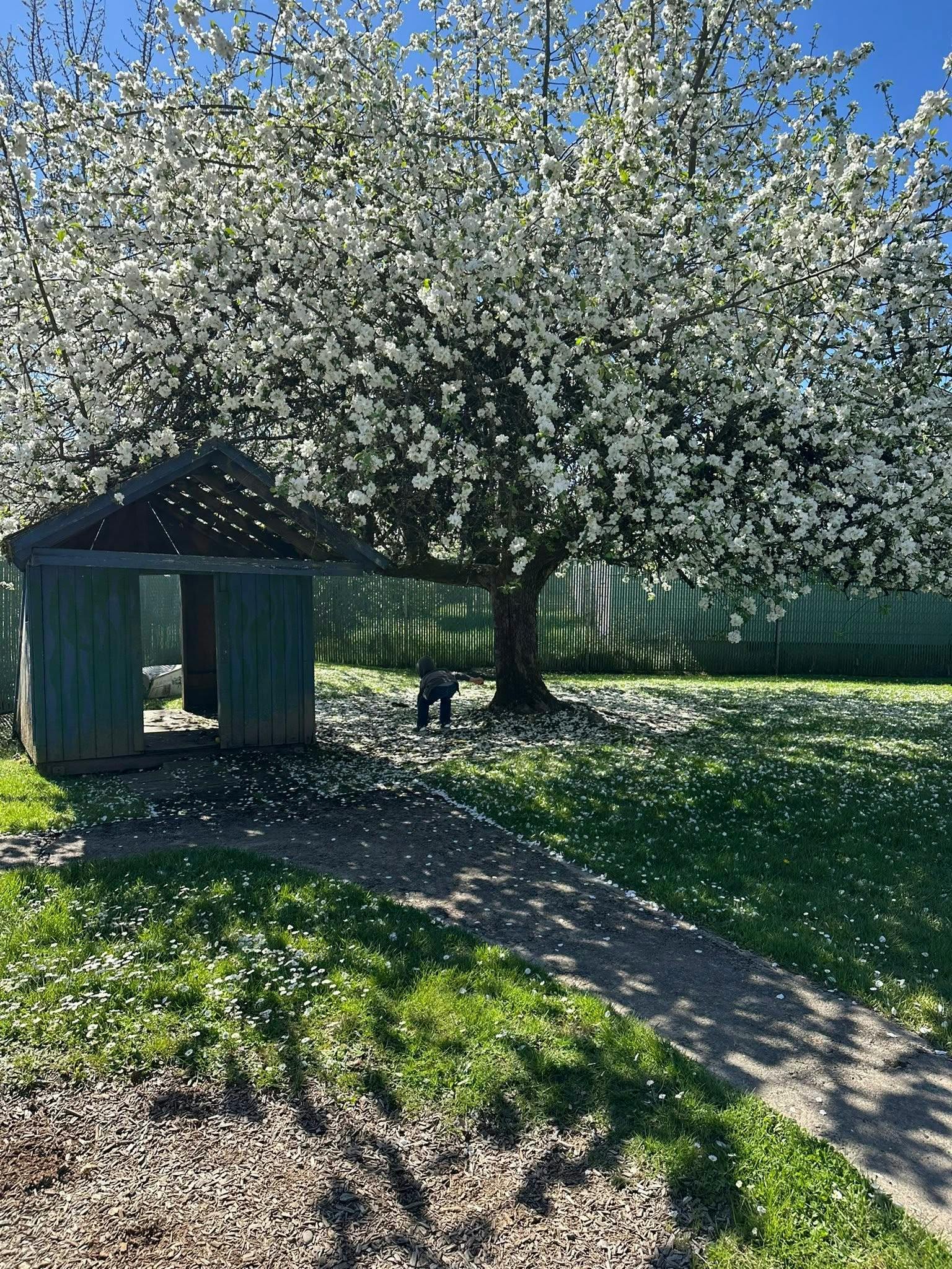 Small shed next to a blooming tree with a person bending over