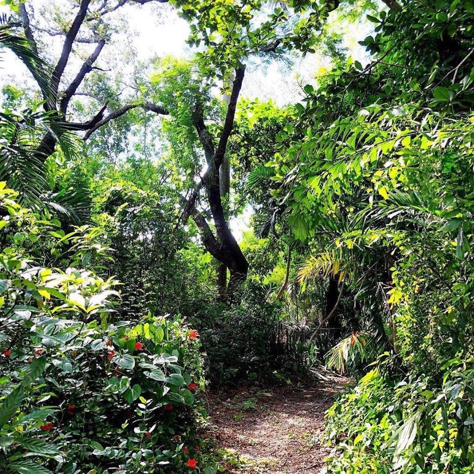 Dirt path through dense green foliage and trees