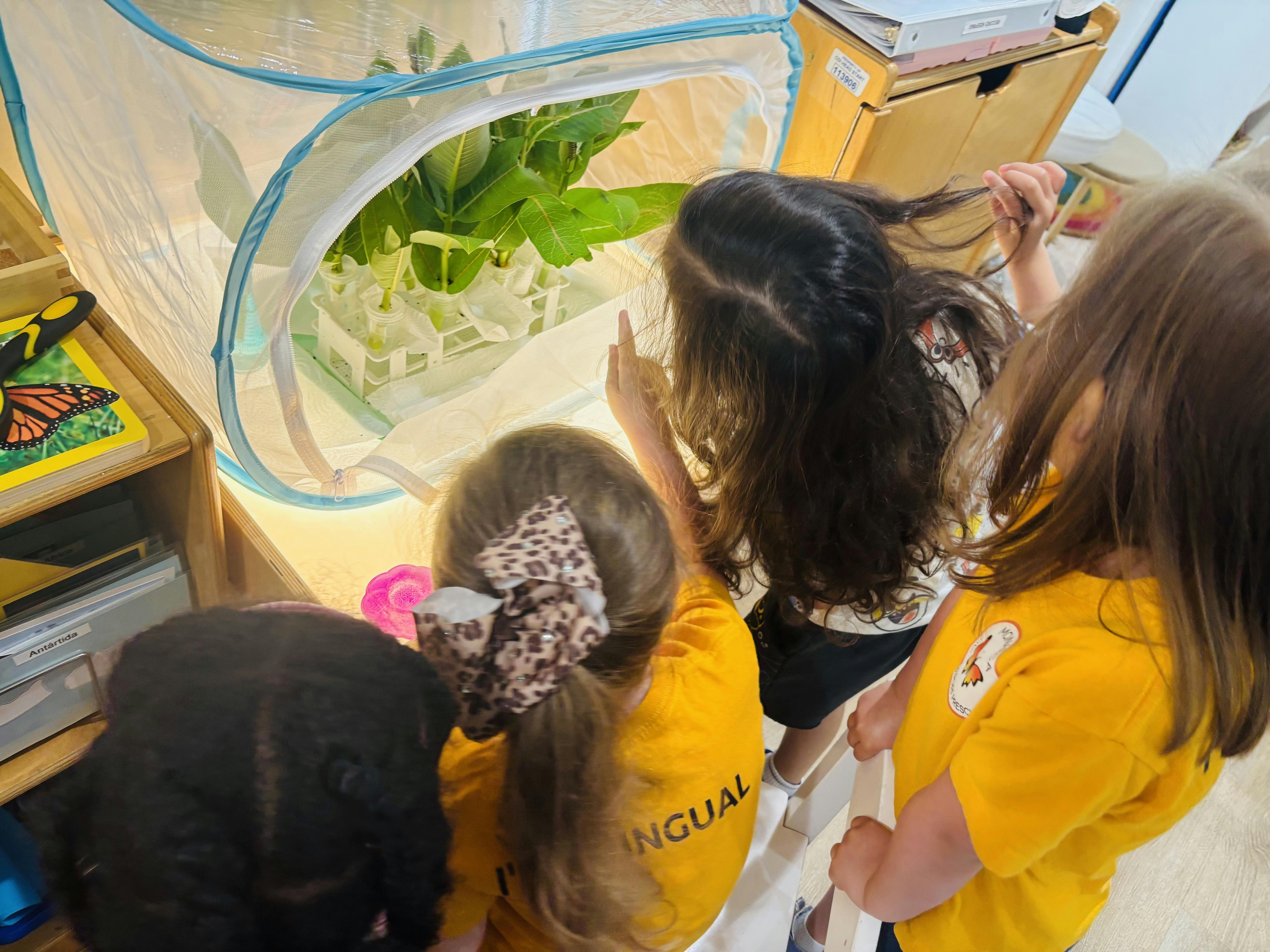 Children looking at plants in a mesh enclosure