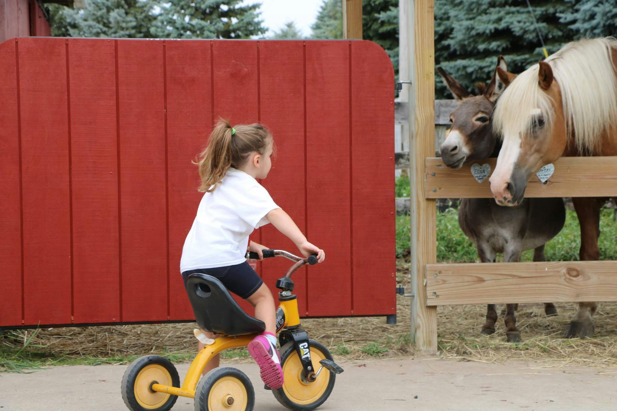 Child on tricycle looking at a horse and donkey behind a fence
