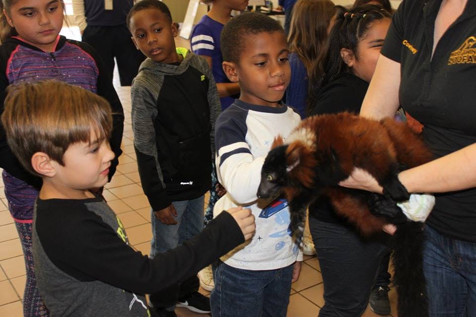 Child reaching out to touch an animal held by an adult