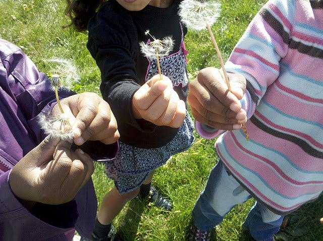 Three children holding dandelions