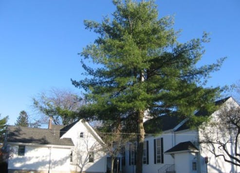 Large evergreen tree in front of white buildings