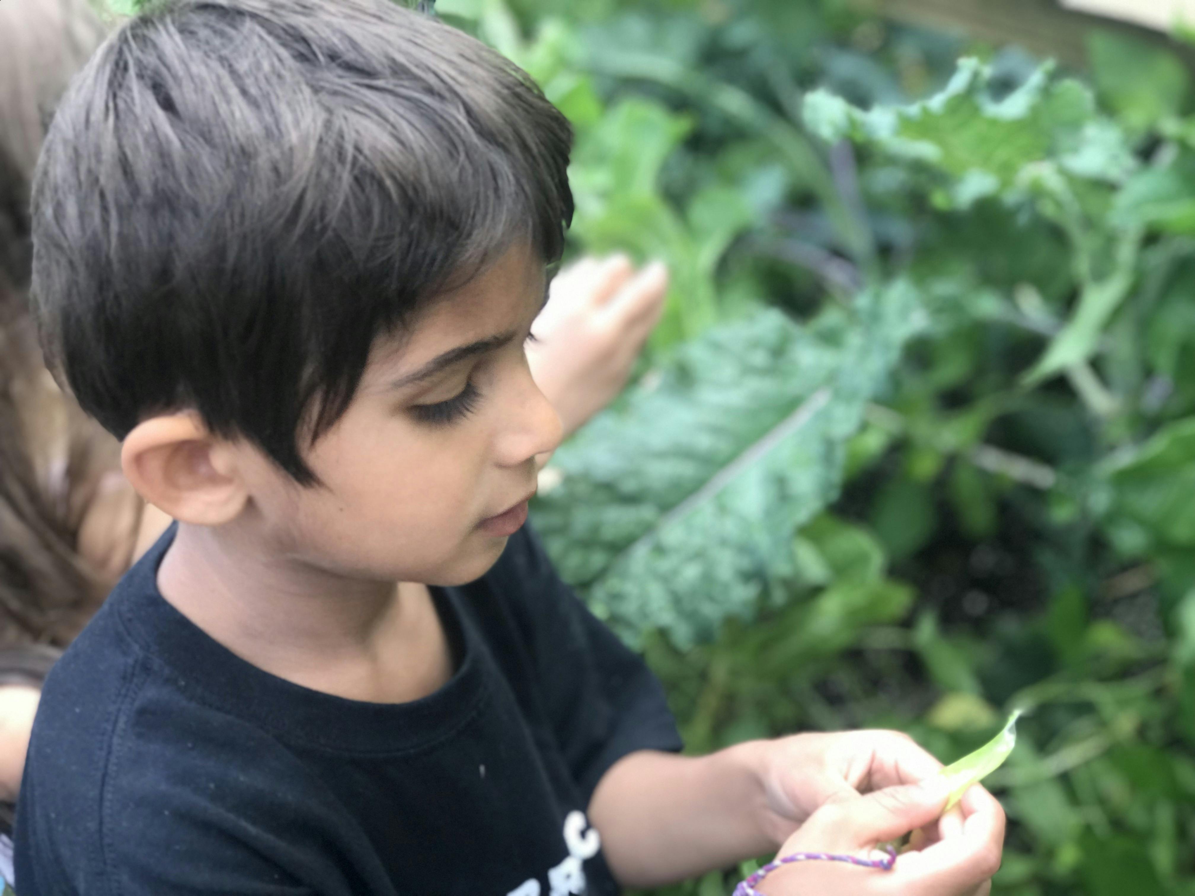 Child examining a plant leaf in a garden