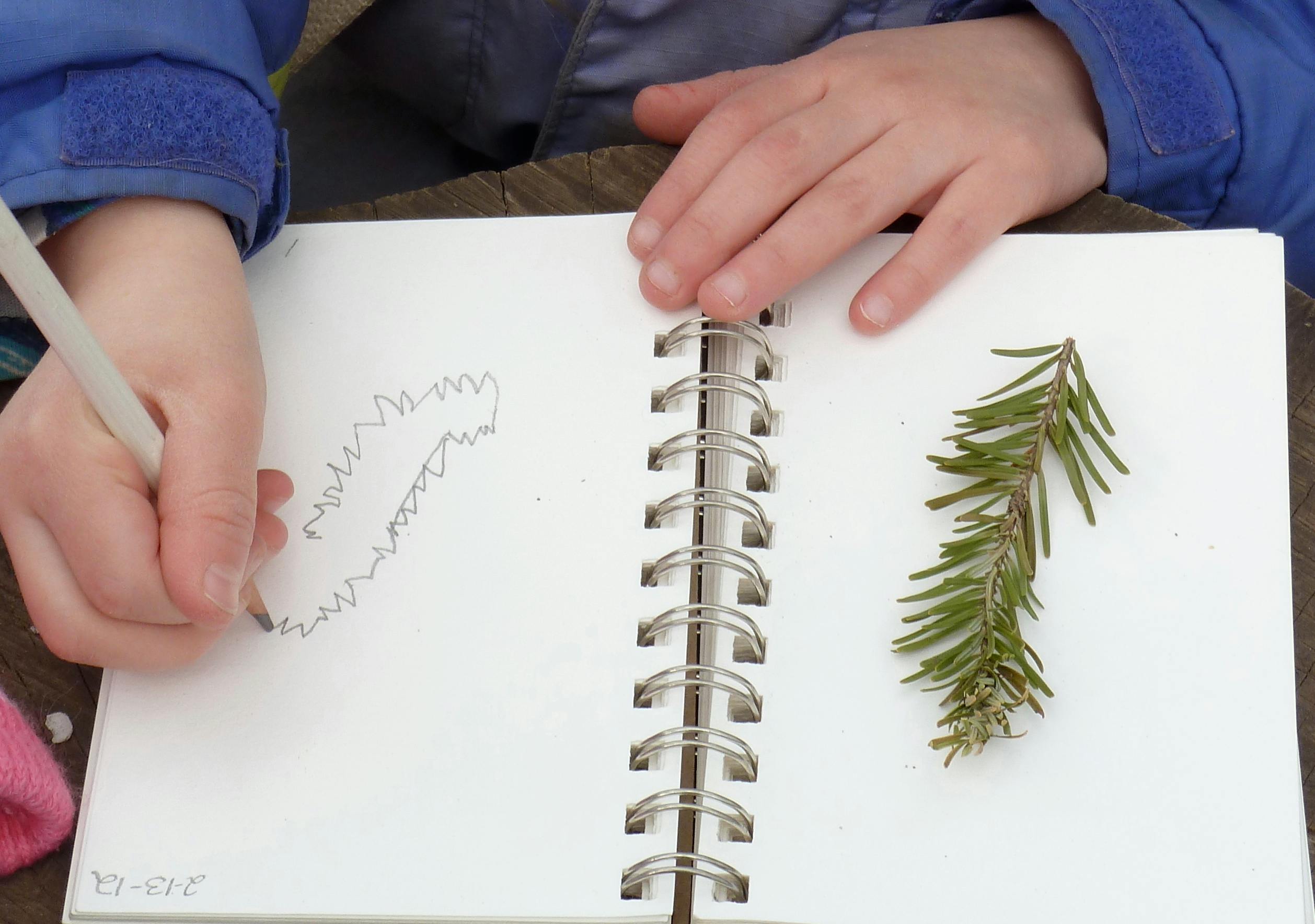 Child drawing in a spiral notebook with a pine branch