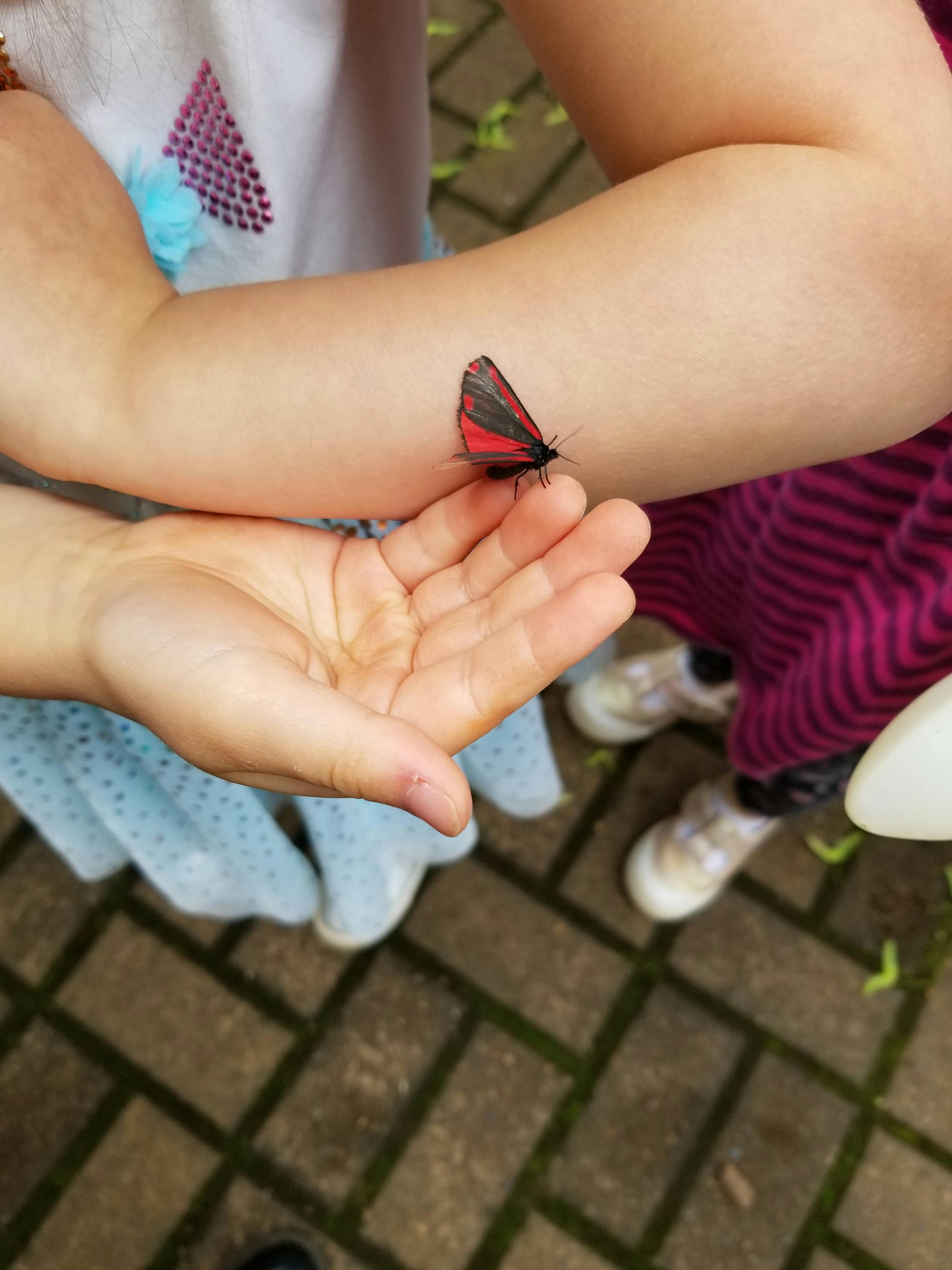 Red and black butterfly on a person's arm