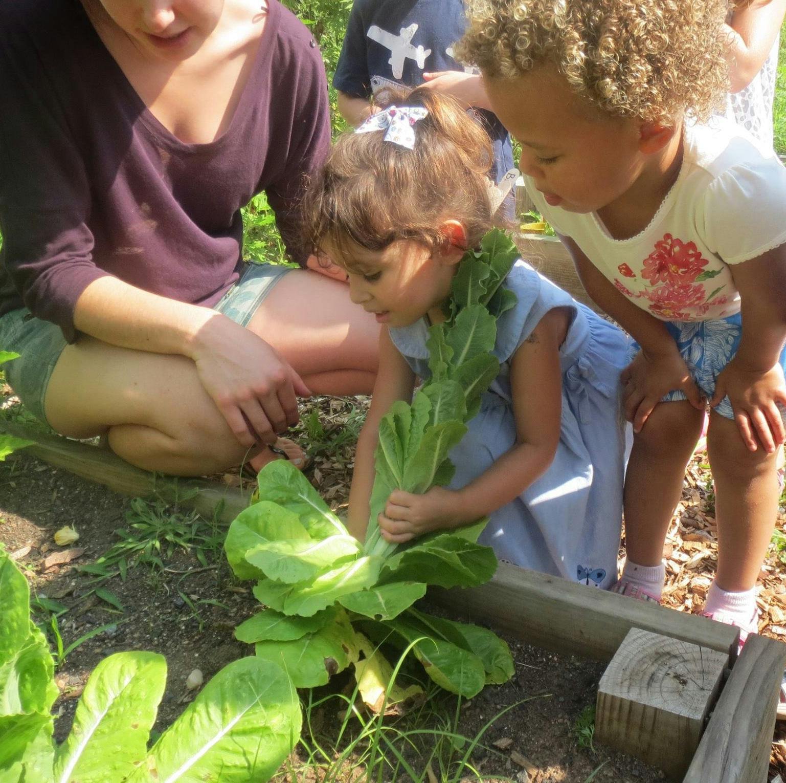 Person and two children harvesting lettuce in a garden