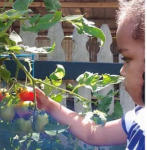 Child reaching for tomatoes on a vine
